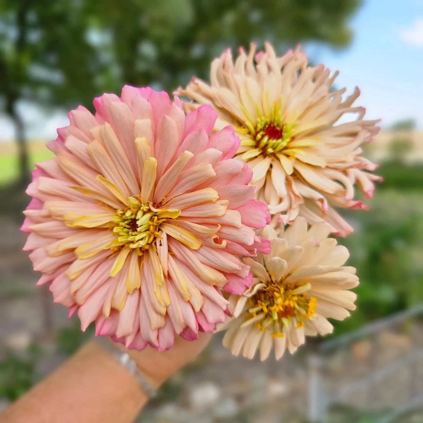 I tried a few new zinnias this season.  It's been so dry, I had poor germination but still got a few to pop up and bloom and they are delish!! I'll be stingy with these because I only have 4 plants. Sorry,  not sorry.  Maybe next year! 😃

#wildflowe