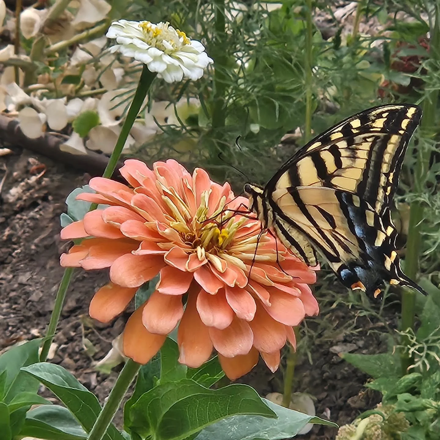 Finally! We've had rain!
 I've been praying every day all summer, meanwhile the dust gets deeper and EVERYTHING is covered. This summer has been one of the driest on record for Utah..
 I worked outside in it for a while, kept praying it wouldn't stop