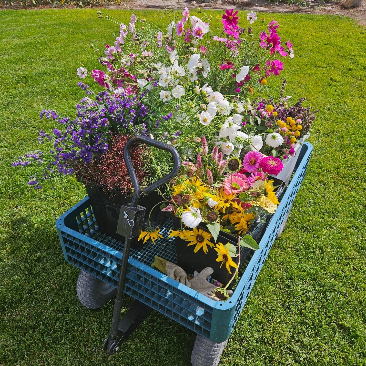 flowers picked for floral design workshop