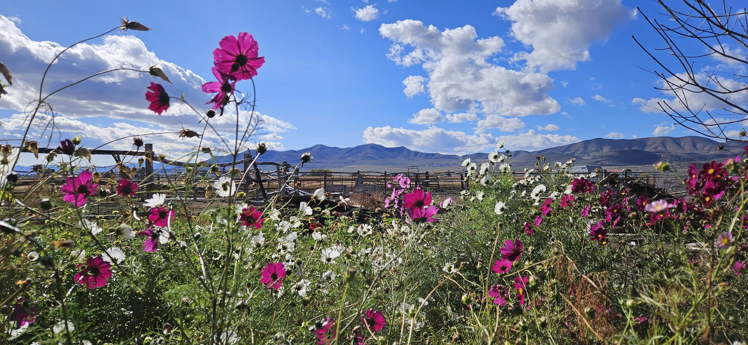 Field of multicolored flowers with mountains in the background under a bright blue sky with scattered clouds.