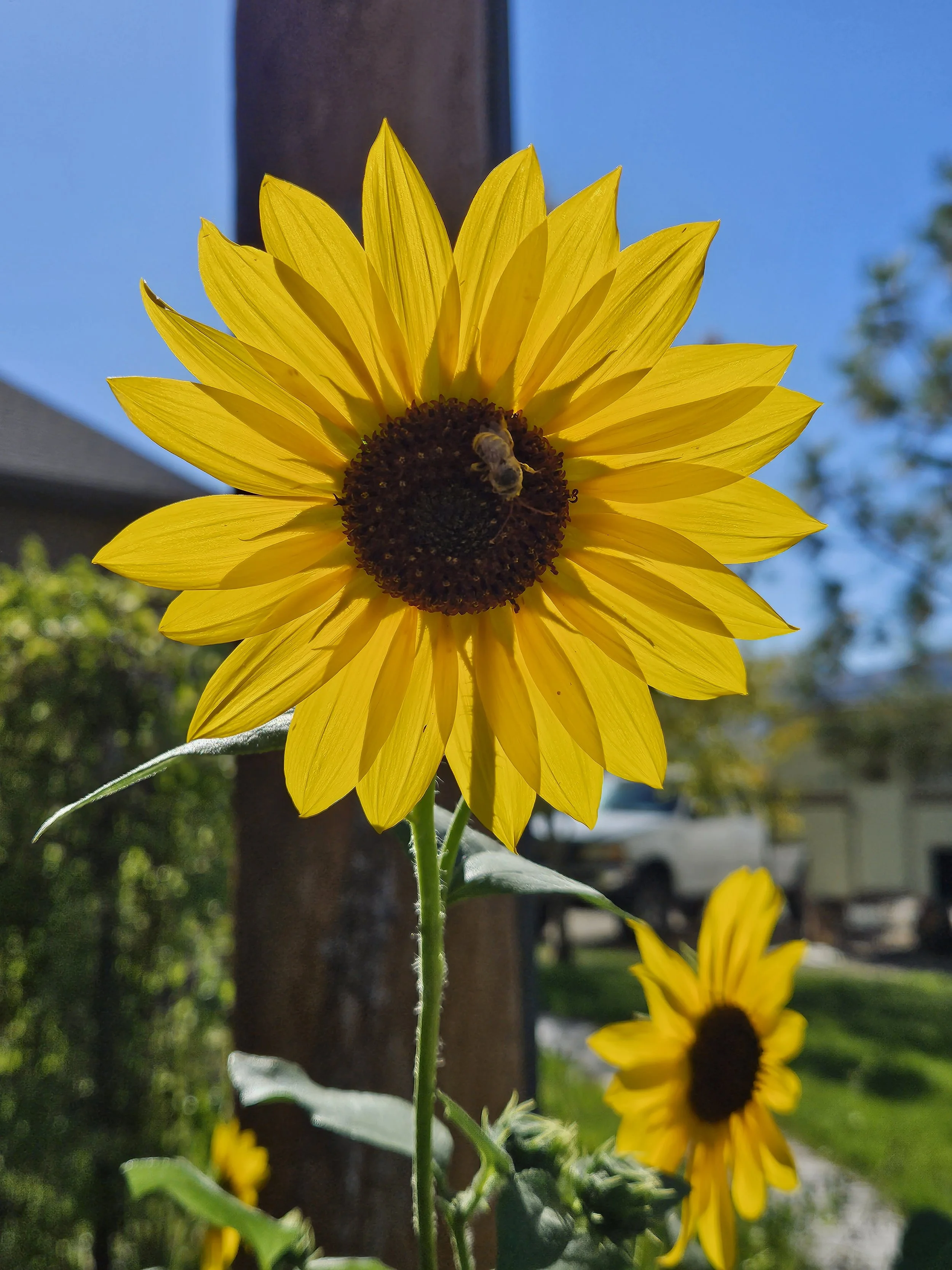 Close-up of a blooming sunflower with a bee on its dark center against a sunny blue sky, with another sunflower in the background.
