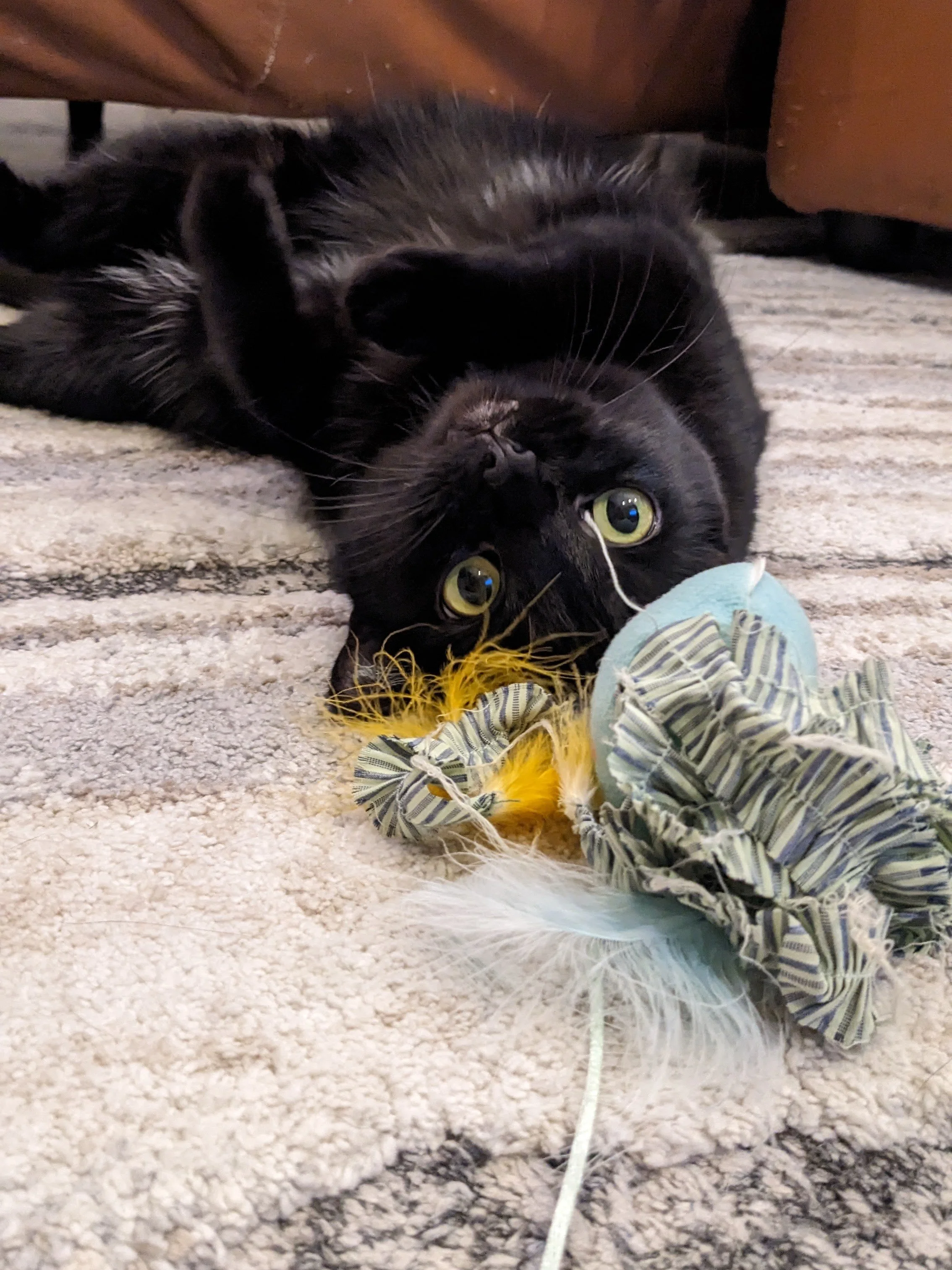 PXL_20240719_061738872~2 (1).jpg