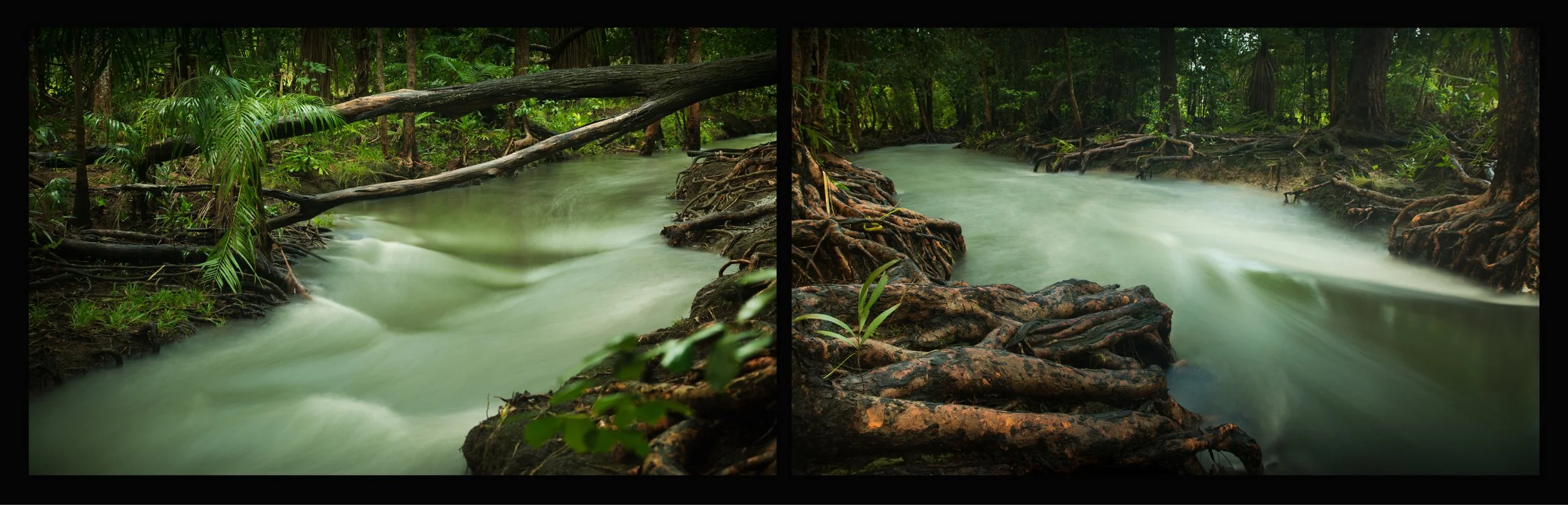 Side-by-side photos of a flowing river through a lush tropical rainforest with green foliage, trees, and exposed roots along the water's edge.