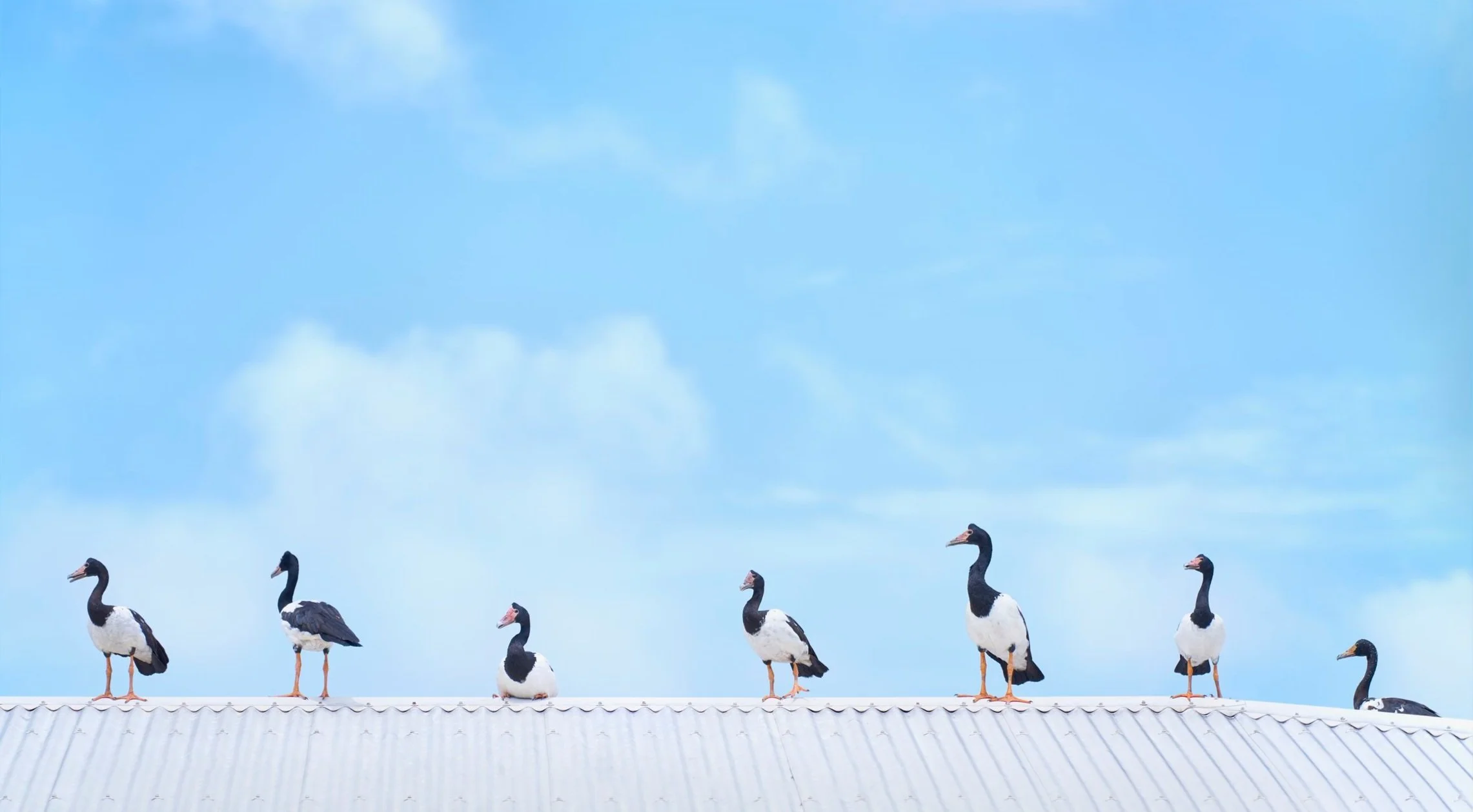Seven magpie geese with black and white plumage standing on a corrugated metal roof against a blue sky with scattered clouds.