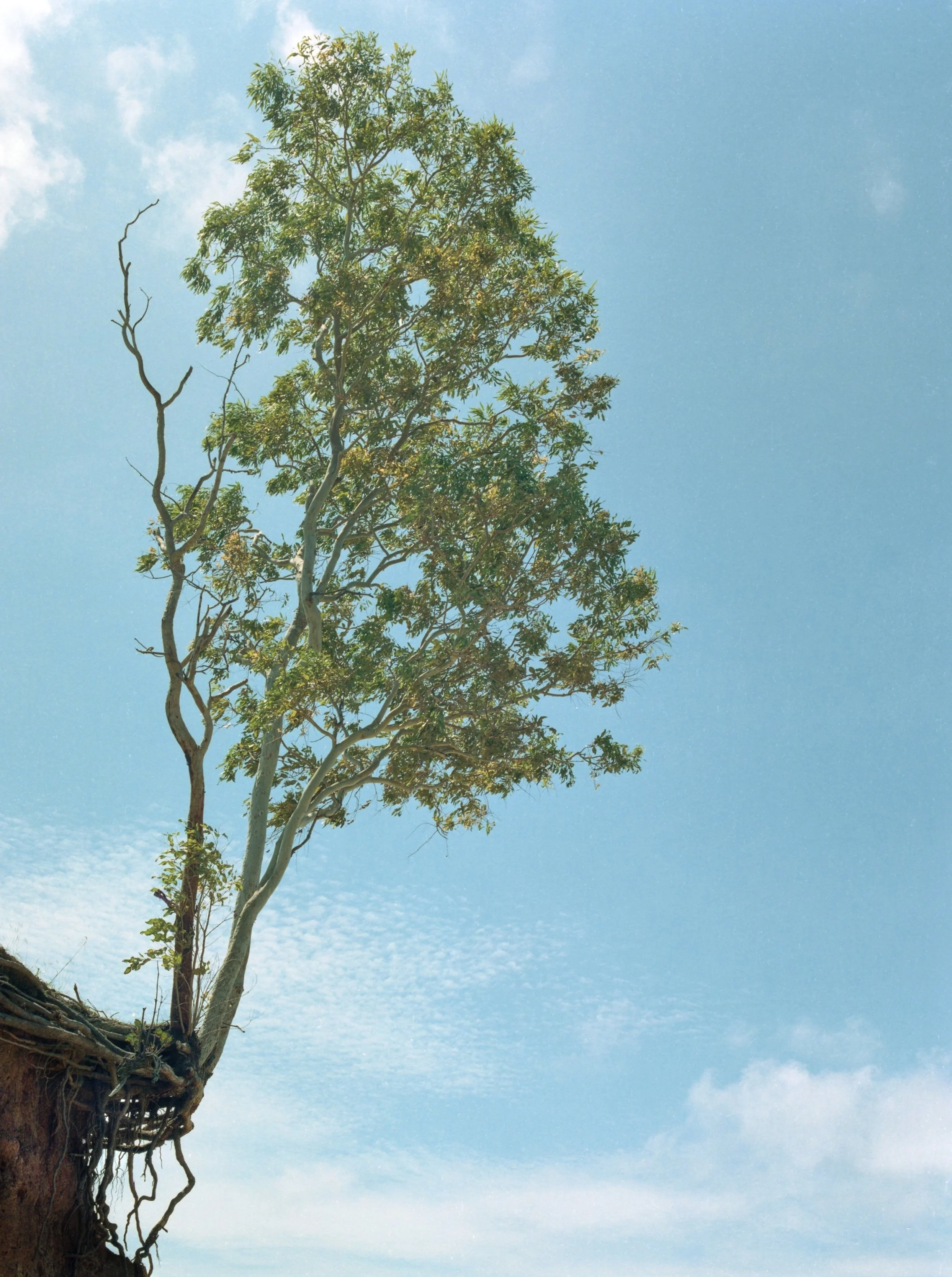 A lone tree growing at the edge of a cliff with roots exposed, against a partly cloudy blue sky.