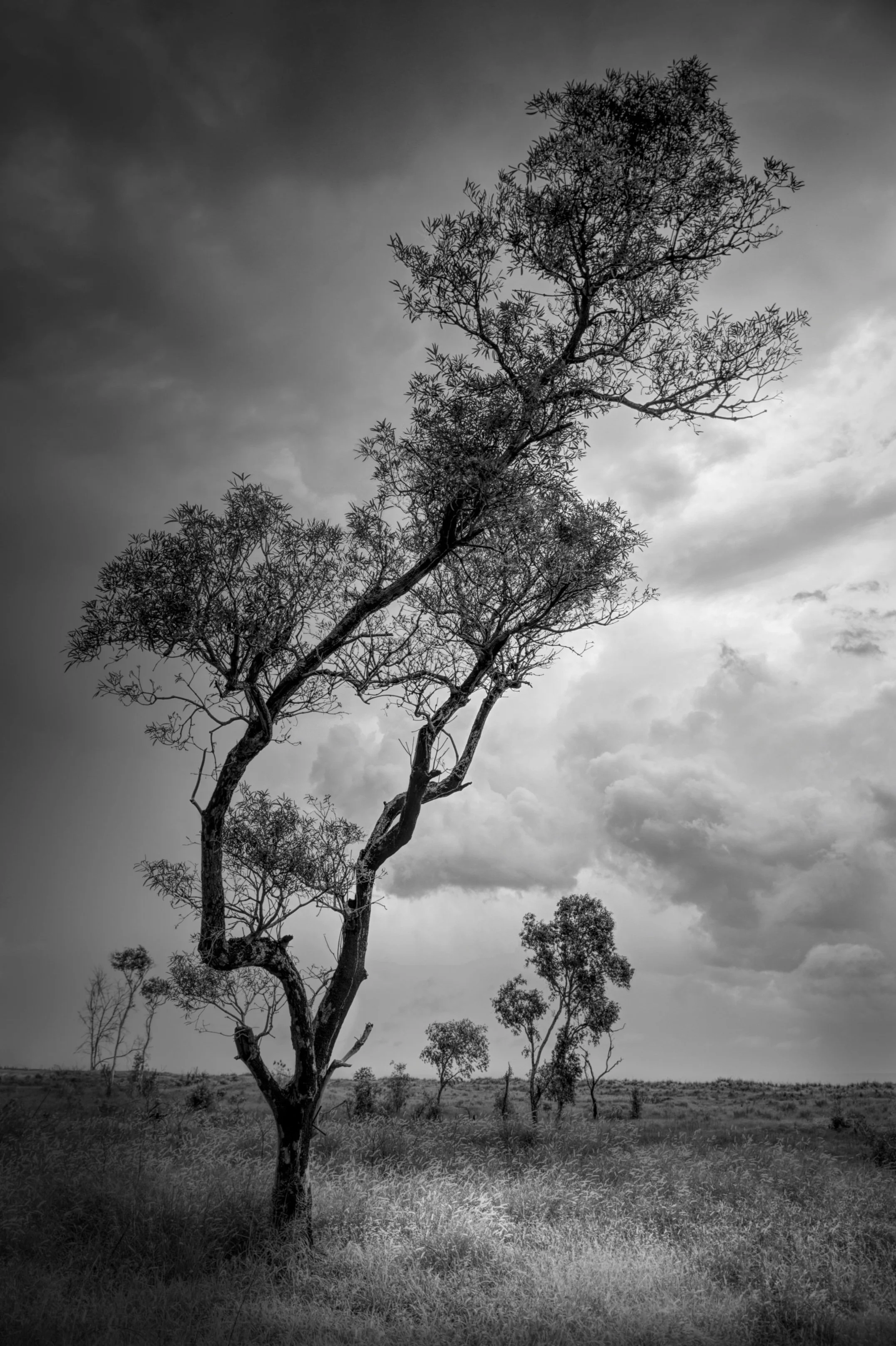 Black and white photo of tall, sparse trees in a field under a cloudy sky.