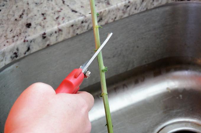 trim stem of flower at 45 degree angle with sharp floral shears