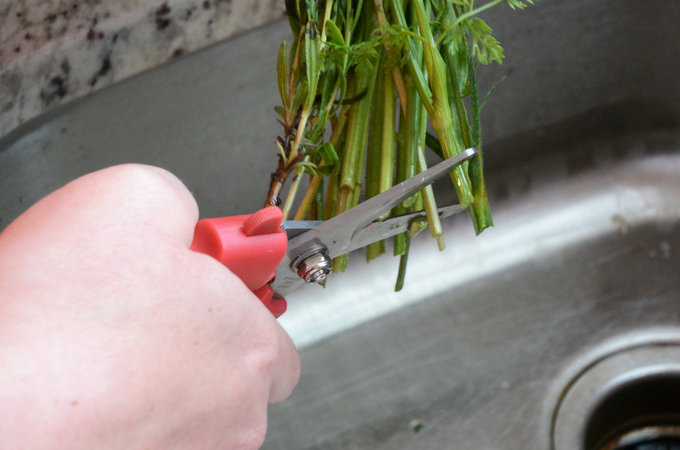 close up of trimming end of flower stems