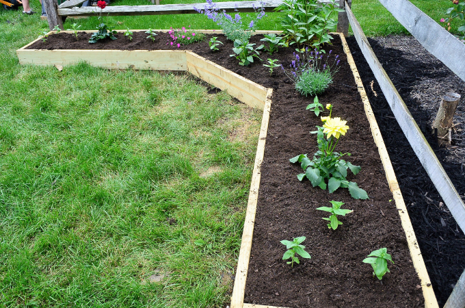 garden plants all planted in raised garden bed