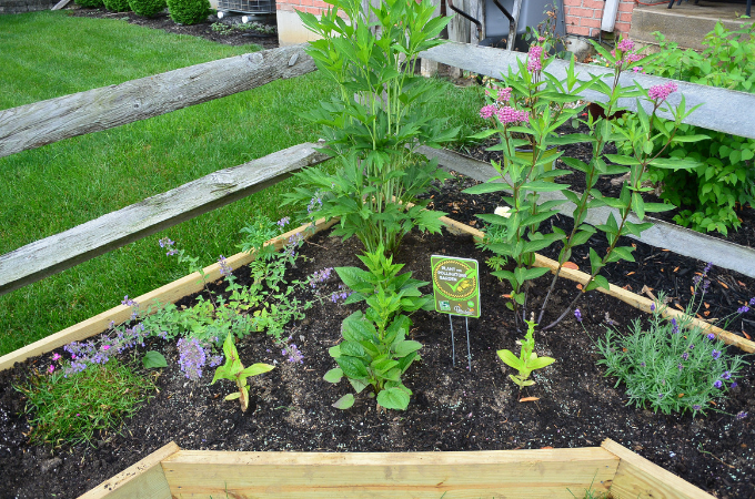 freshly planted pollinator garden in a corner raised bed
