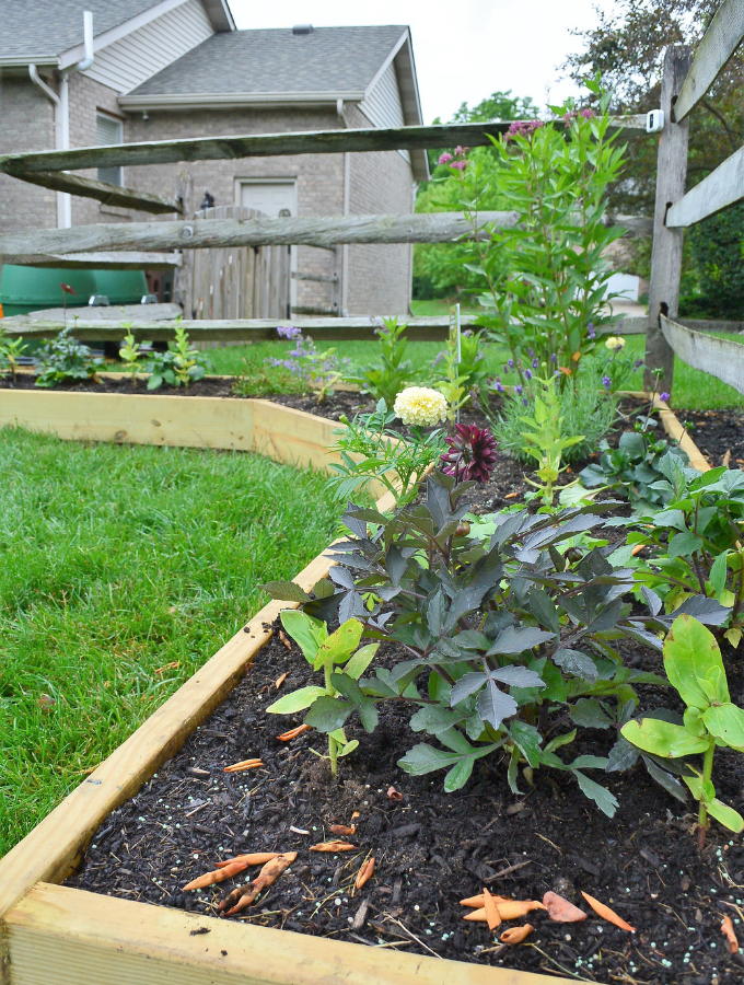 pollinator garden from far side