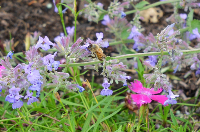 up close of a honey bee on cat mint plant