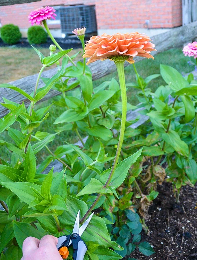 close up of zinnia flower being harvested from plant