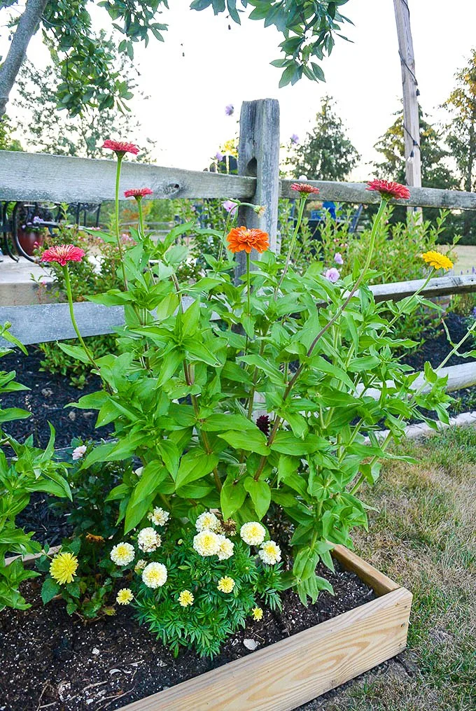 zinnia plant growing in raised bed garden