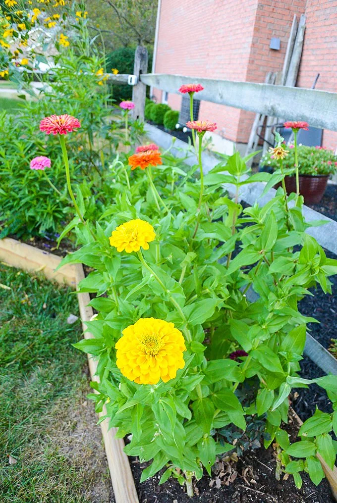 zinnias blooming in a raised bed garden