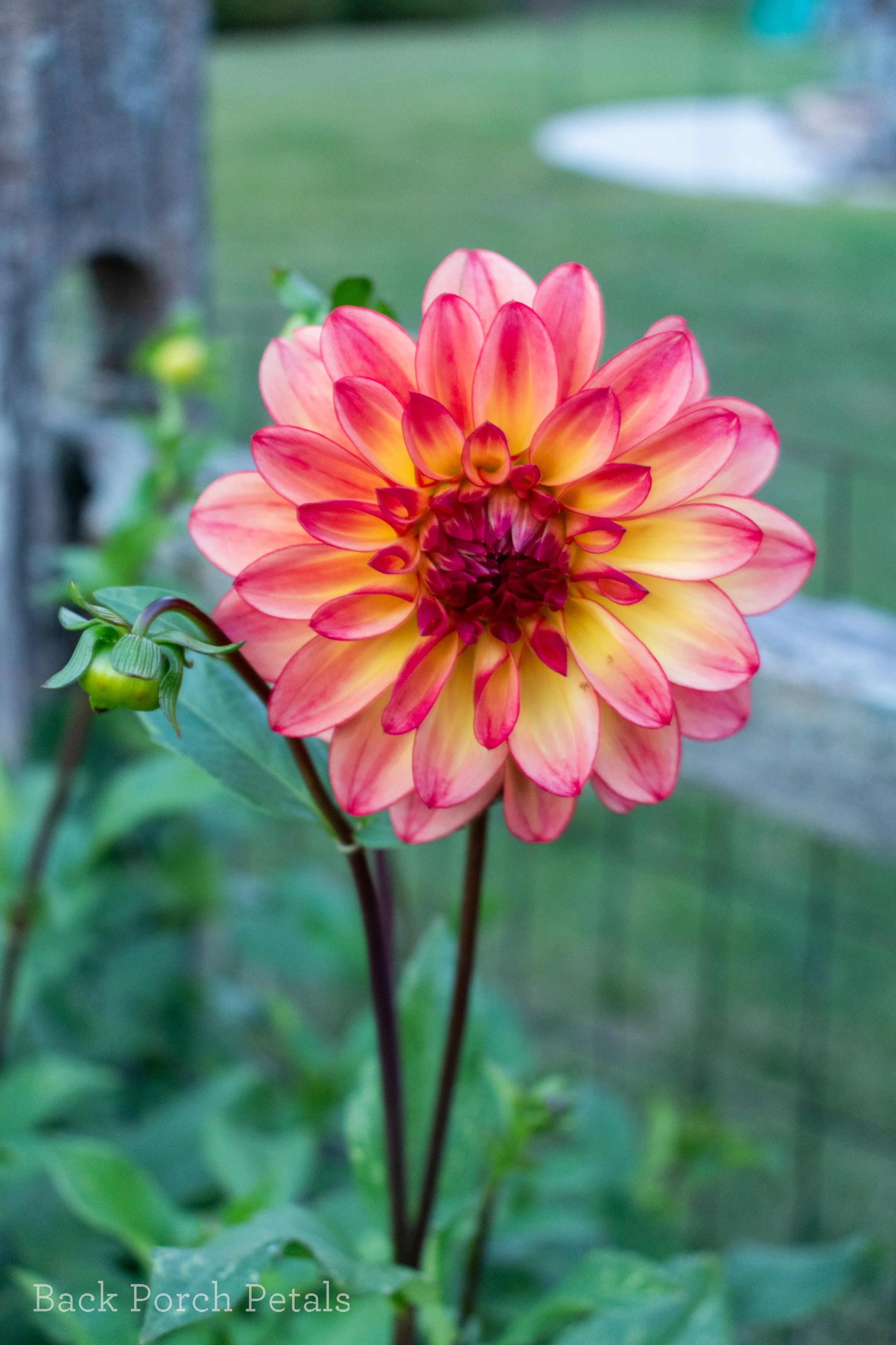Dahlia Tuber Sale