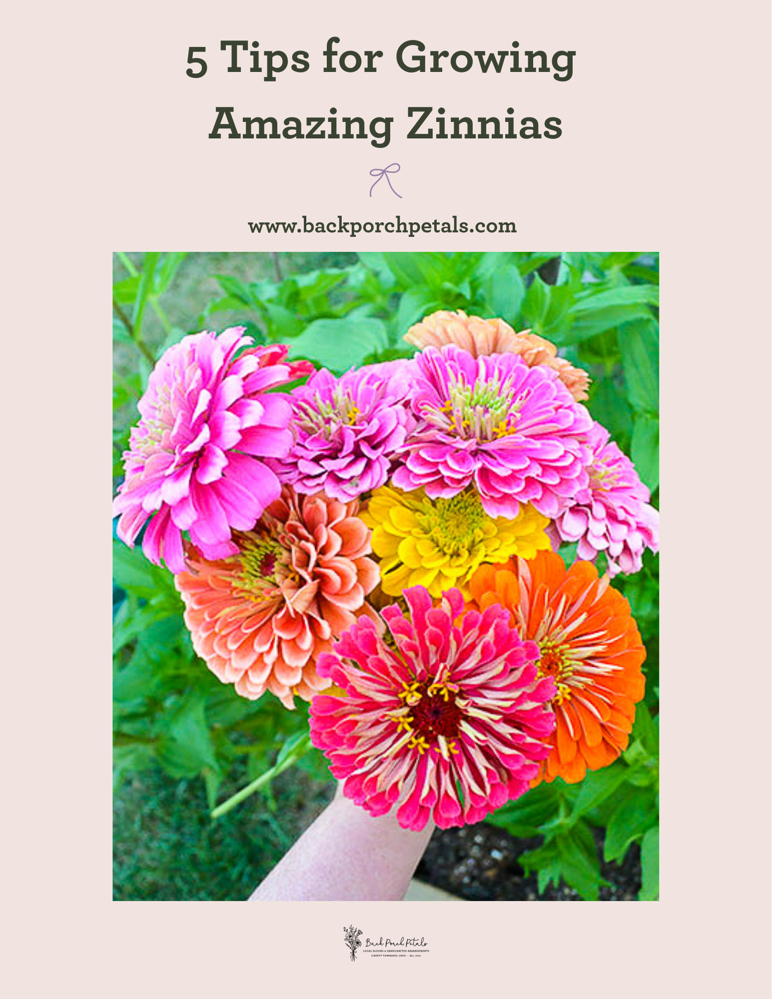 pinterest image for tips for growing zinnias