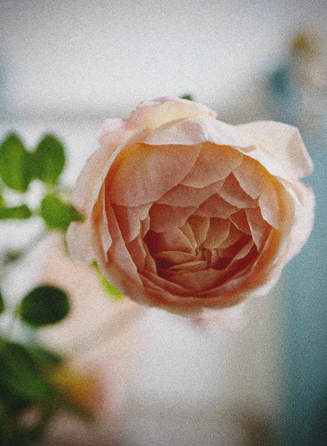 Mari Roberts brand imagery 18