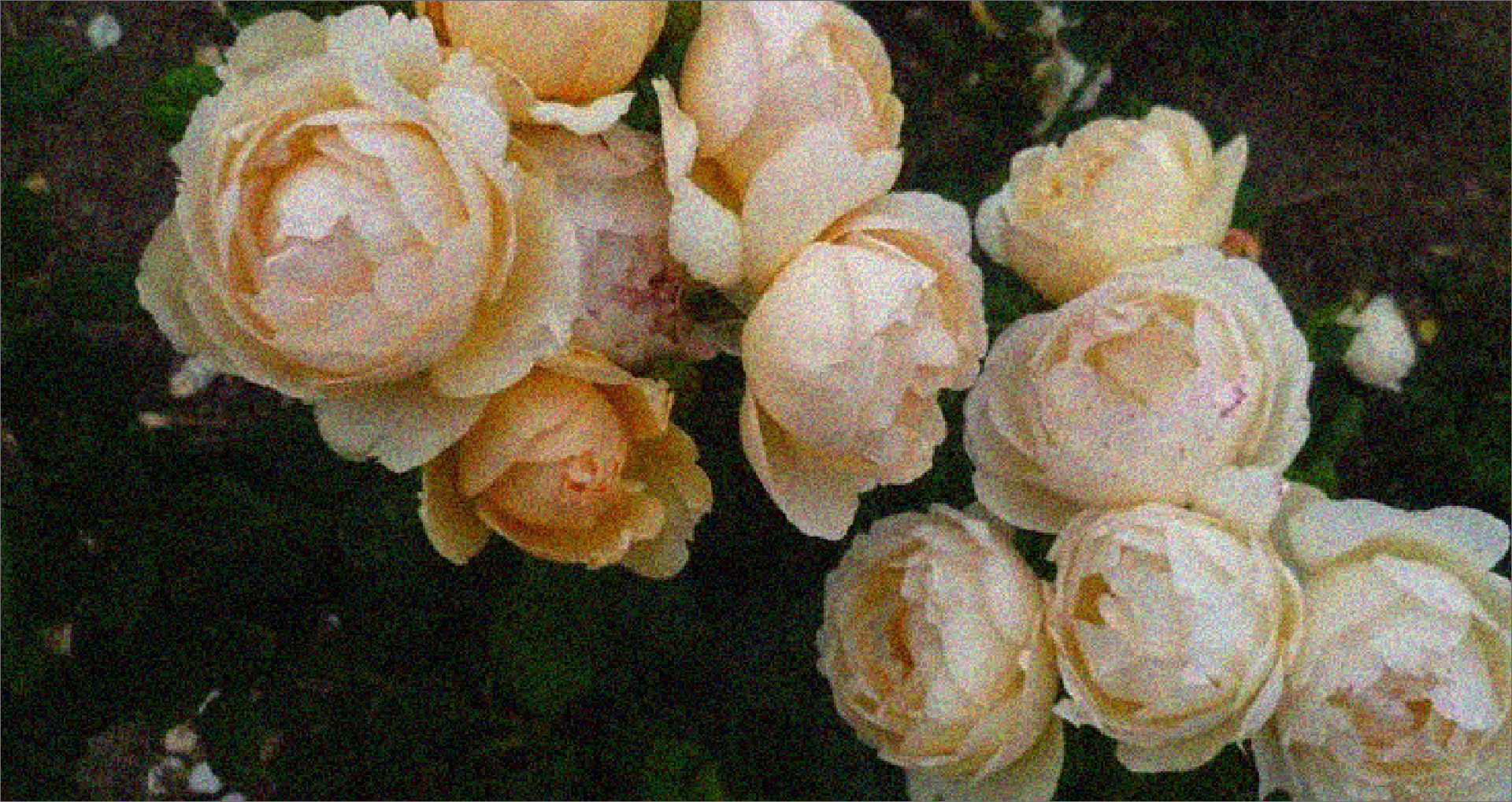 Mari Roberts brand imagery 90