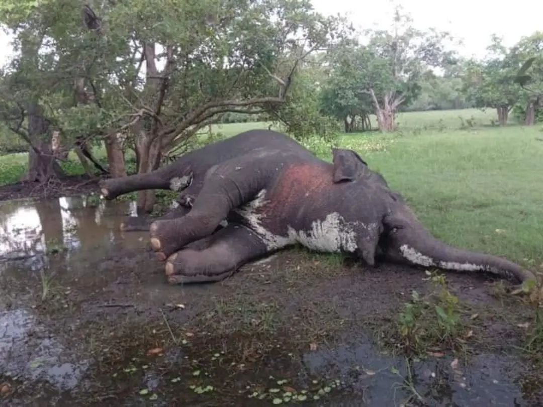 A dead body of an elephant was found near Nachchaduwa tank in Tiruppane area of ​​Anuradhapura district. Suspected to have been killed by poisoning.

Endless crimes #srilanka #elephant #elephantgenocidelk #humanelephantconflict #elephanthumancoexiste