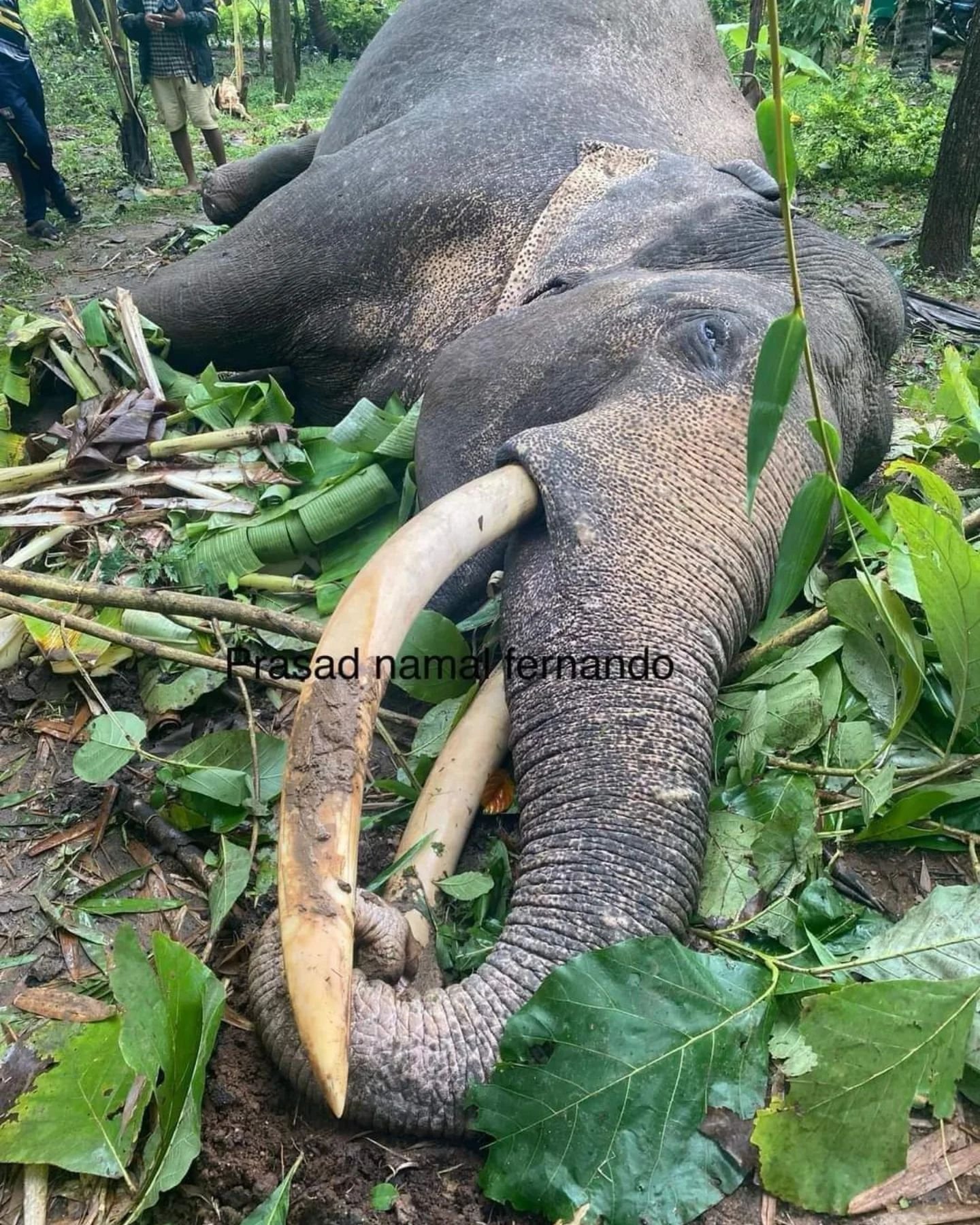 Majestic Tusker Deega 1 of Kalawewa killed by an illegal electric fence..