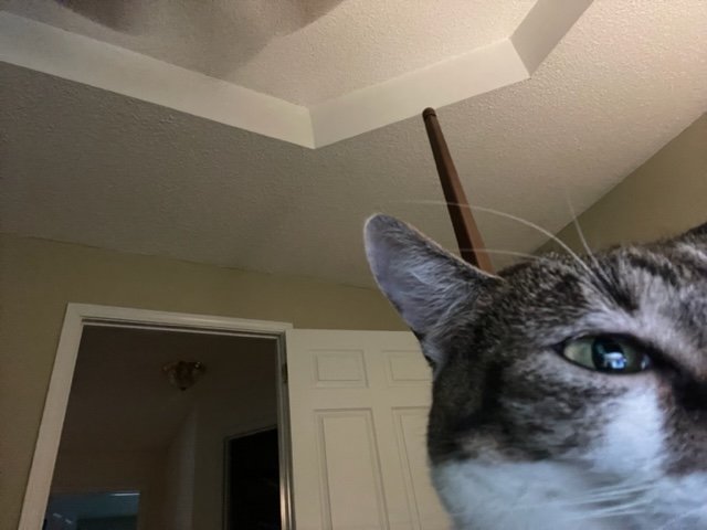 Cat partially captured on camera
