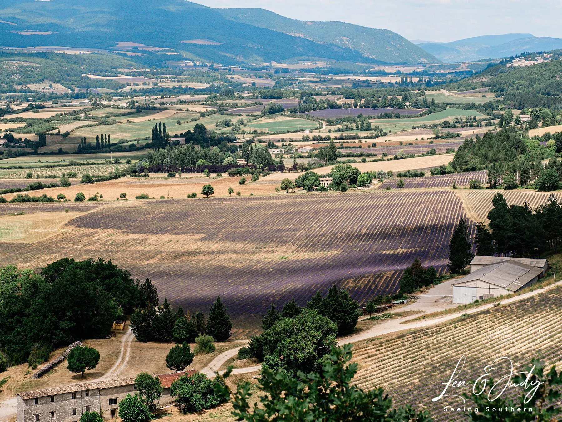 lavender fields in Provence