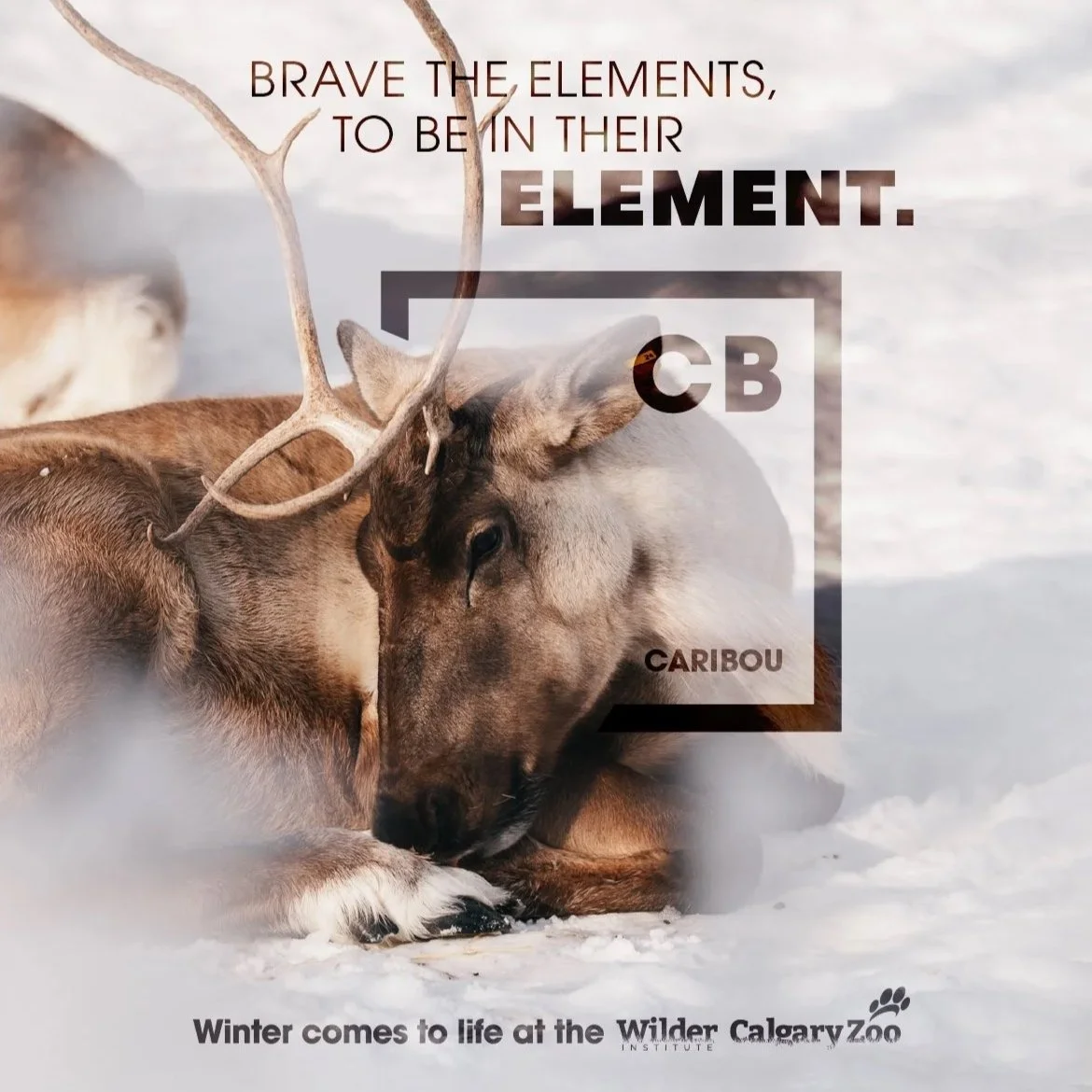 Wilder Institute/Calgary Zoo: Winter Elements Integrated Campaign