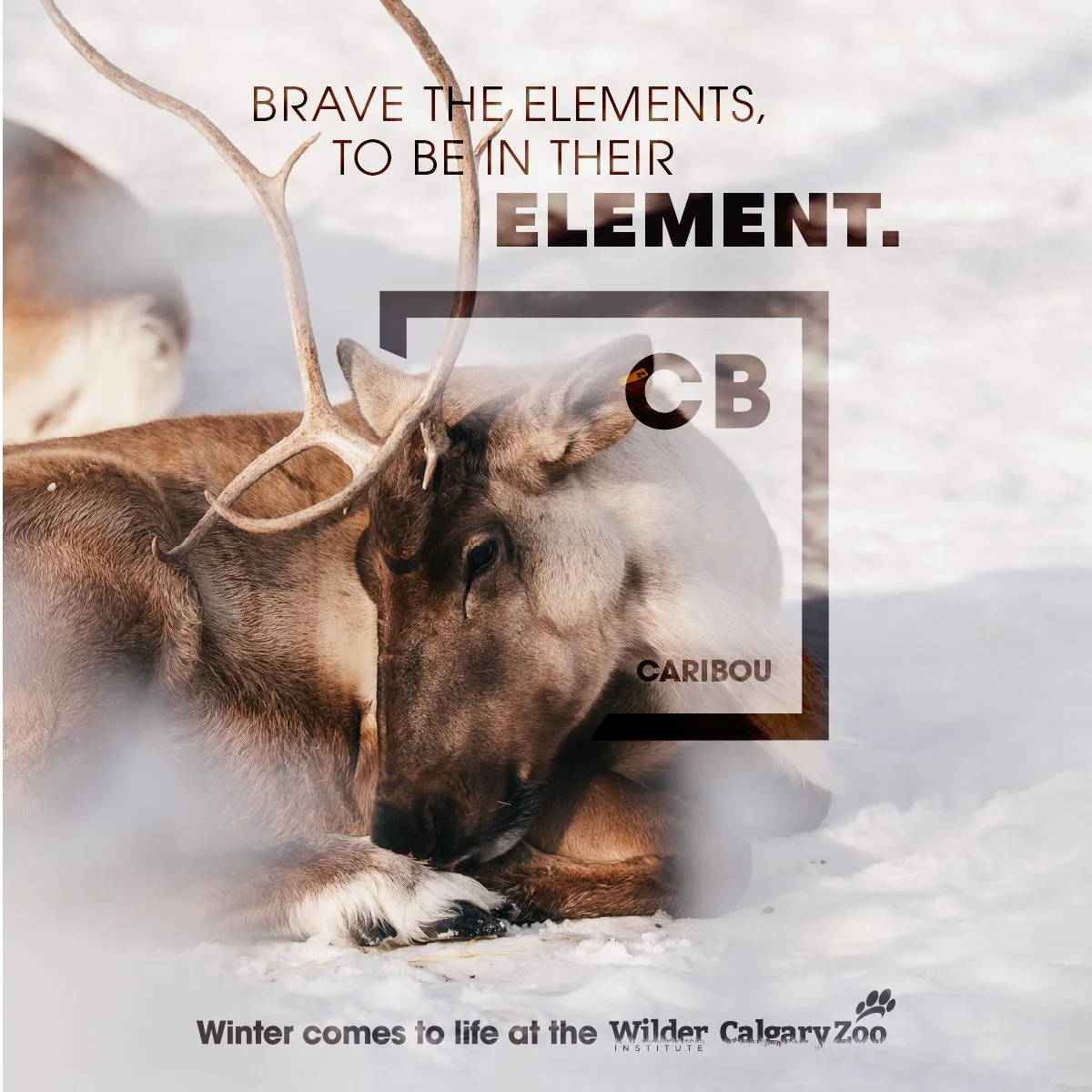 Wilder Institute/Calgary Zoo: Winter Elements Integrated Campaign