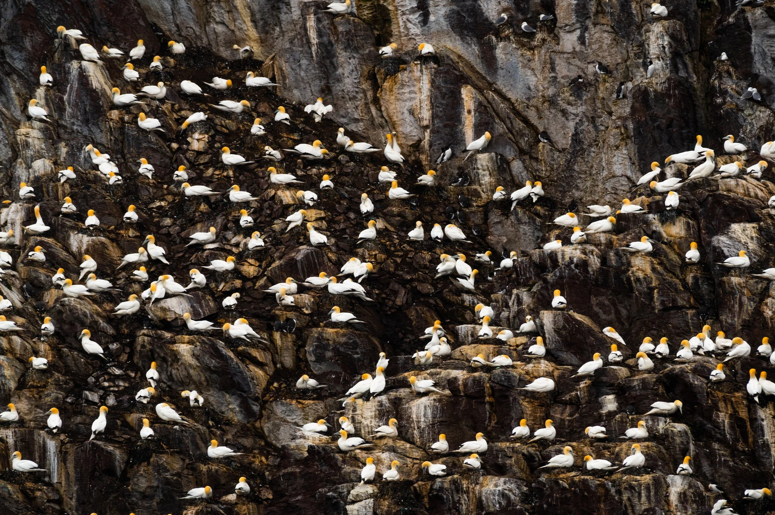 Viele Basstölpel auf einer felsigen Klippe sitzend.