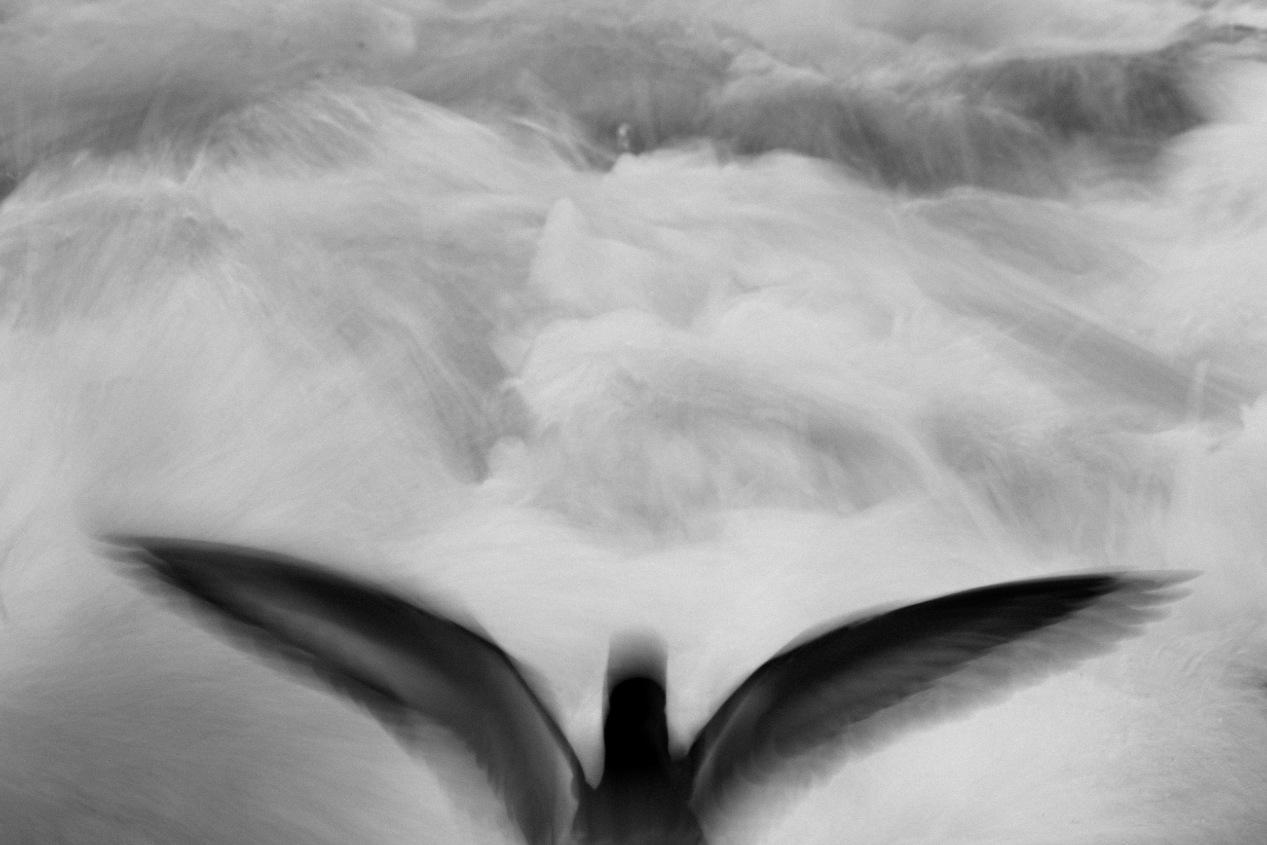 Vogel in unscharfer Bewegung über Wasser in Schwarzweiß