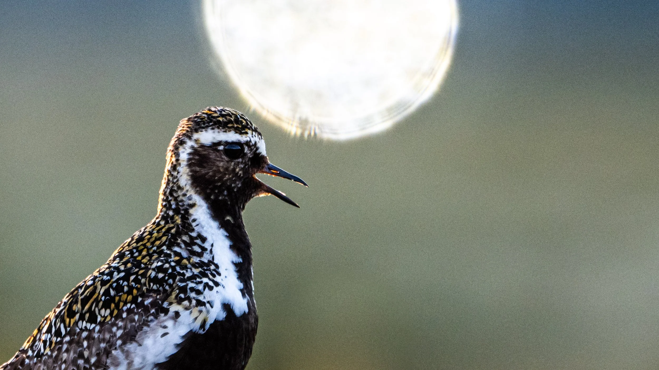 Ein Vogel singt vor verschwommenem Hintergrund mit hellem Lichtkreis.