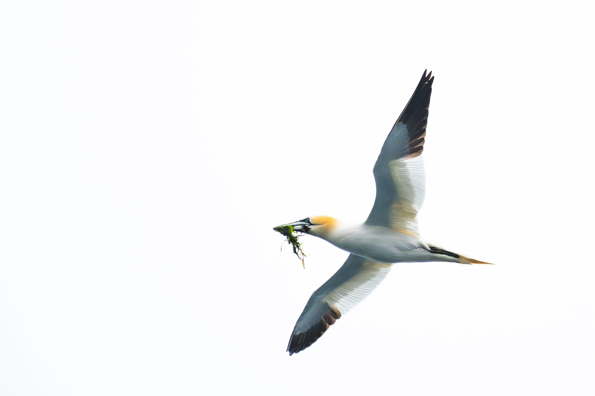Basstölpel im Flug mit Pflanzenmaterial im Schnabel vor hellem Hintergrund.