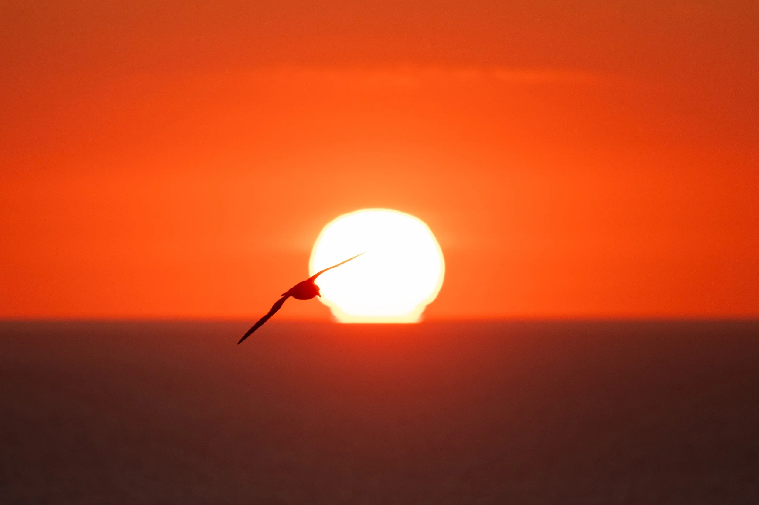 Ein Vogel, der vor einem orangefarbenen Sonnenuntergang über dem Meer fliegt.