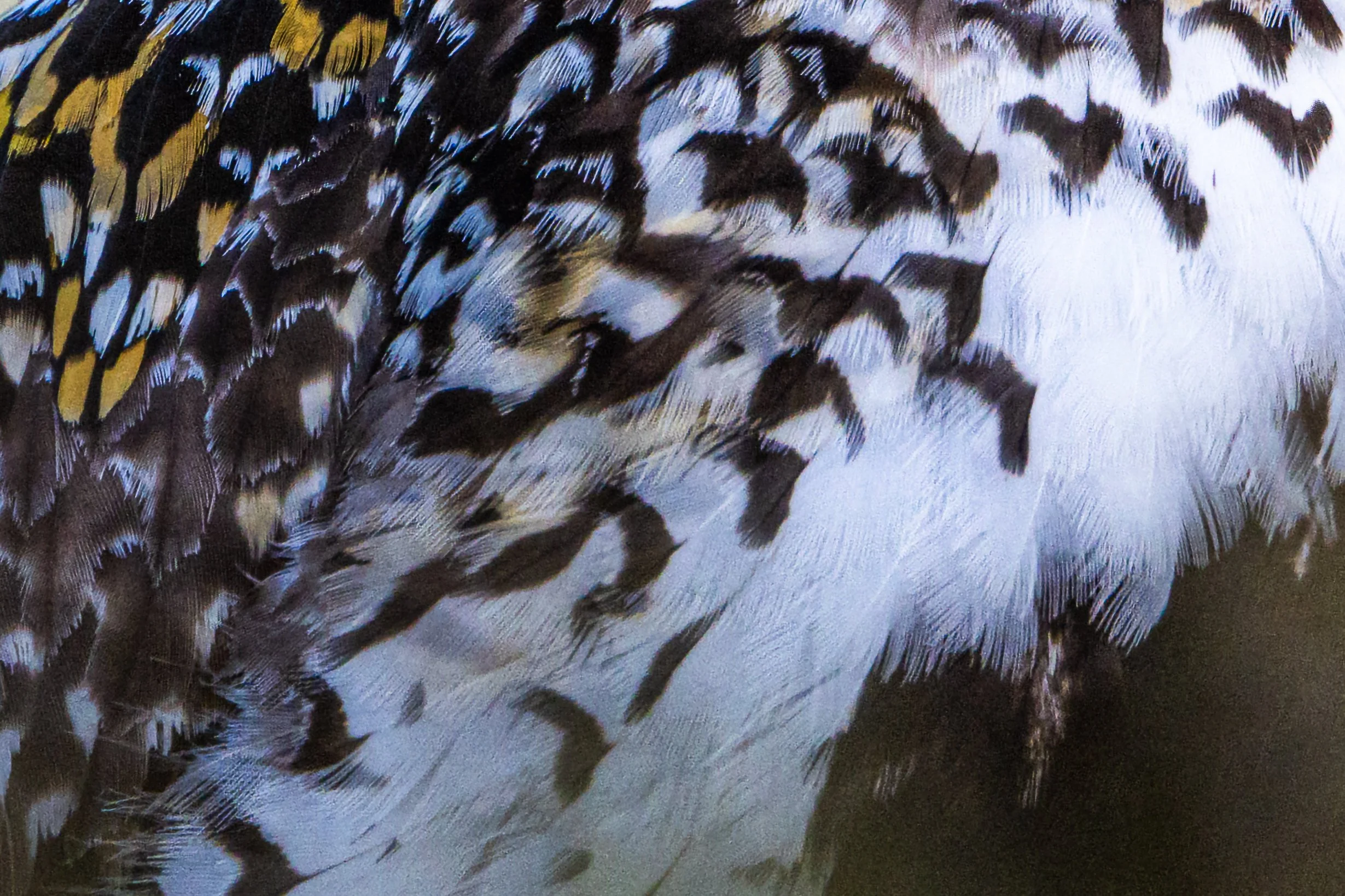 Federkleid eines Vogels mit gemusterten braunen, weißen und gelben Federn.