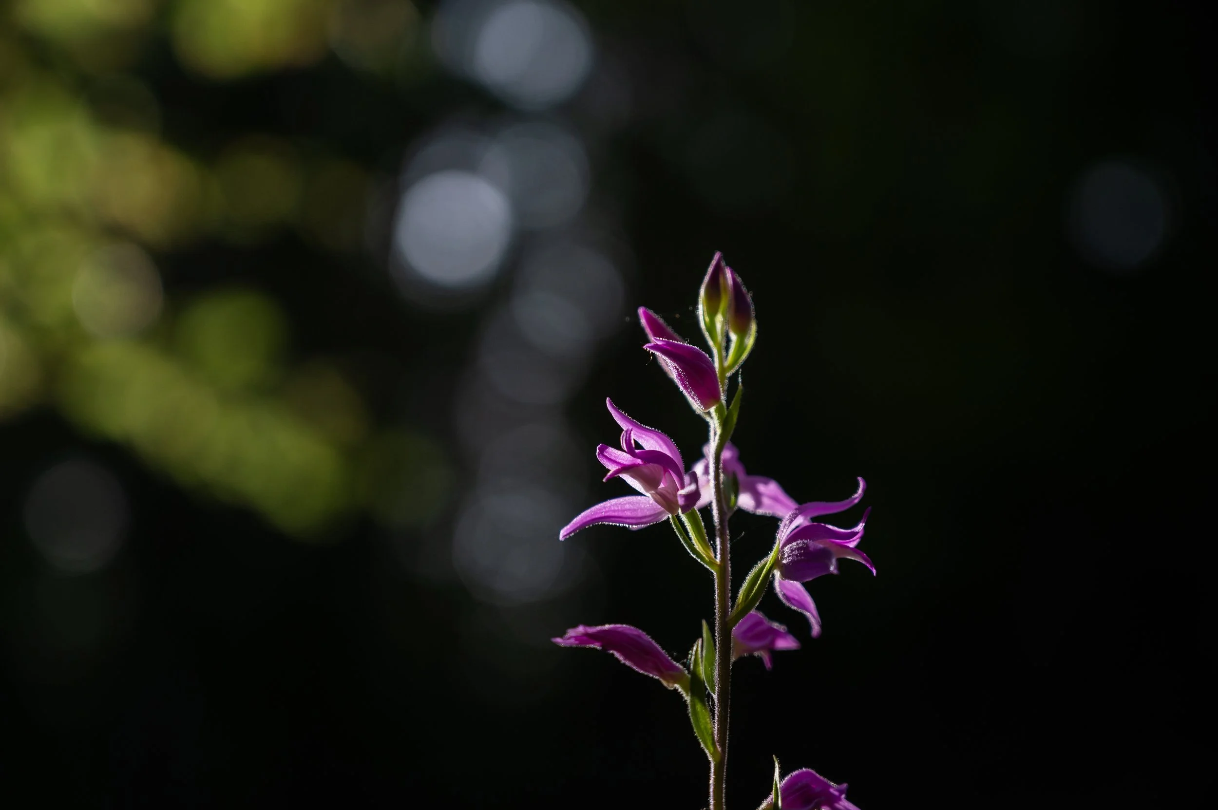 Nahaufnahme einer lilafarbenen Blume mit unscharfem, dunklem Hintergrund.