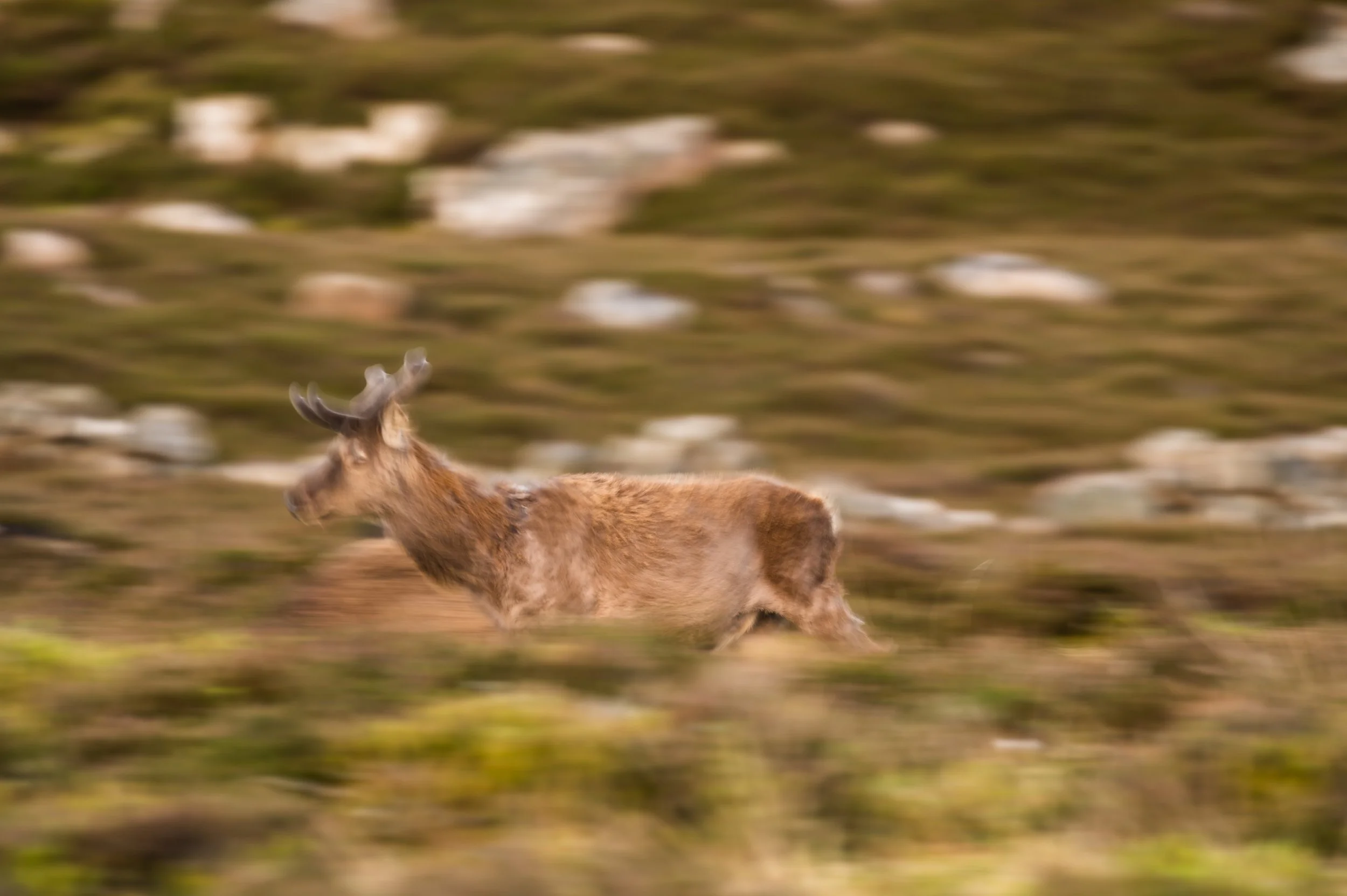 Ein Hirsch läuft durch eine unscharfe, natürliche Landschaft.