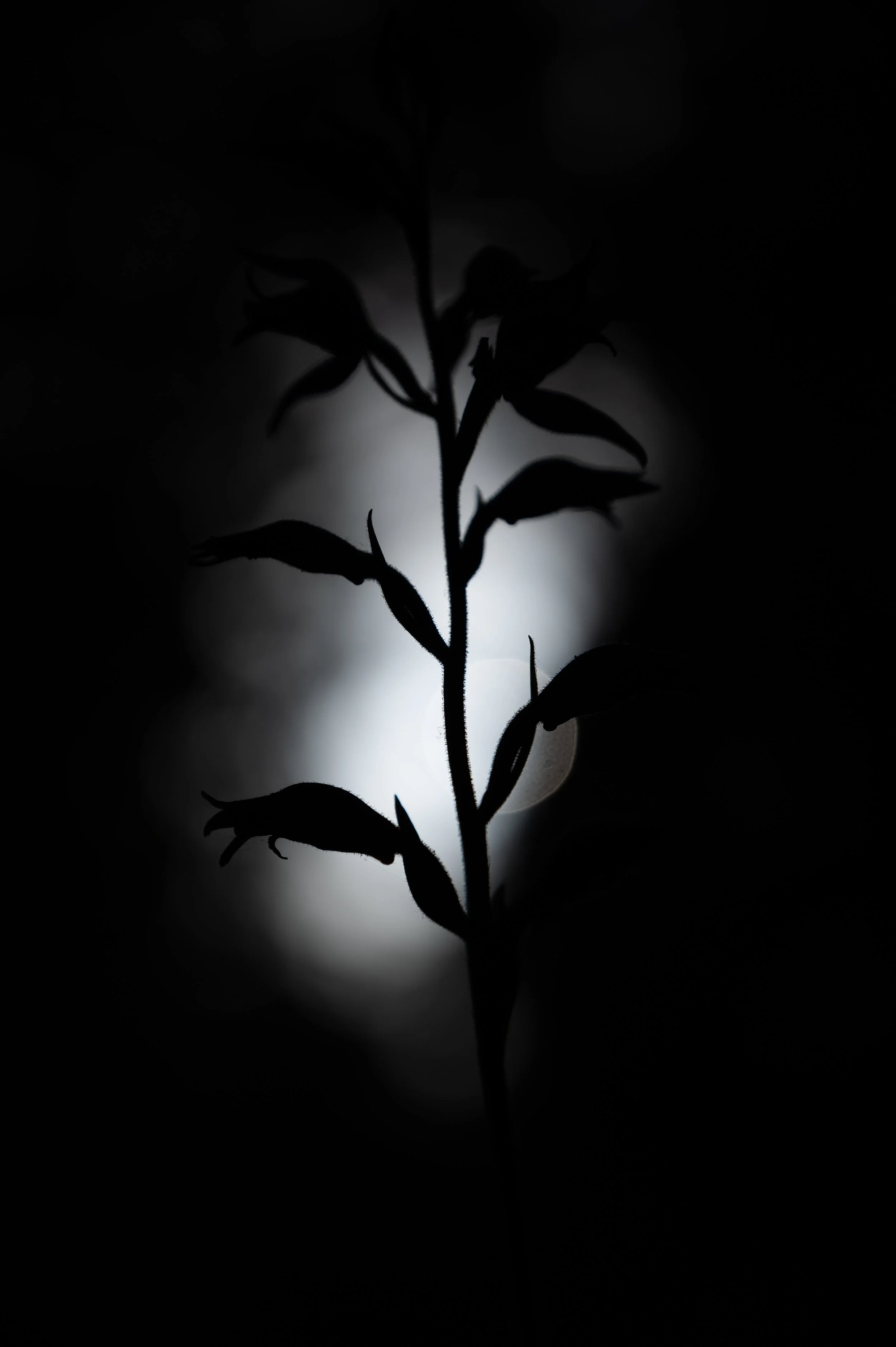 Schattenriss einer Pflanze vor hellem Licht
