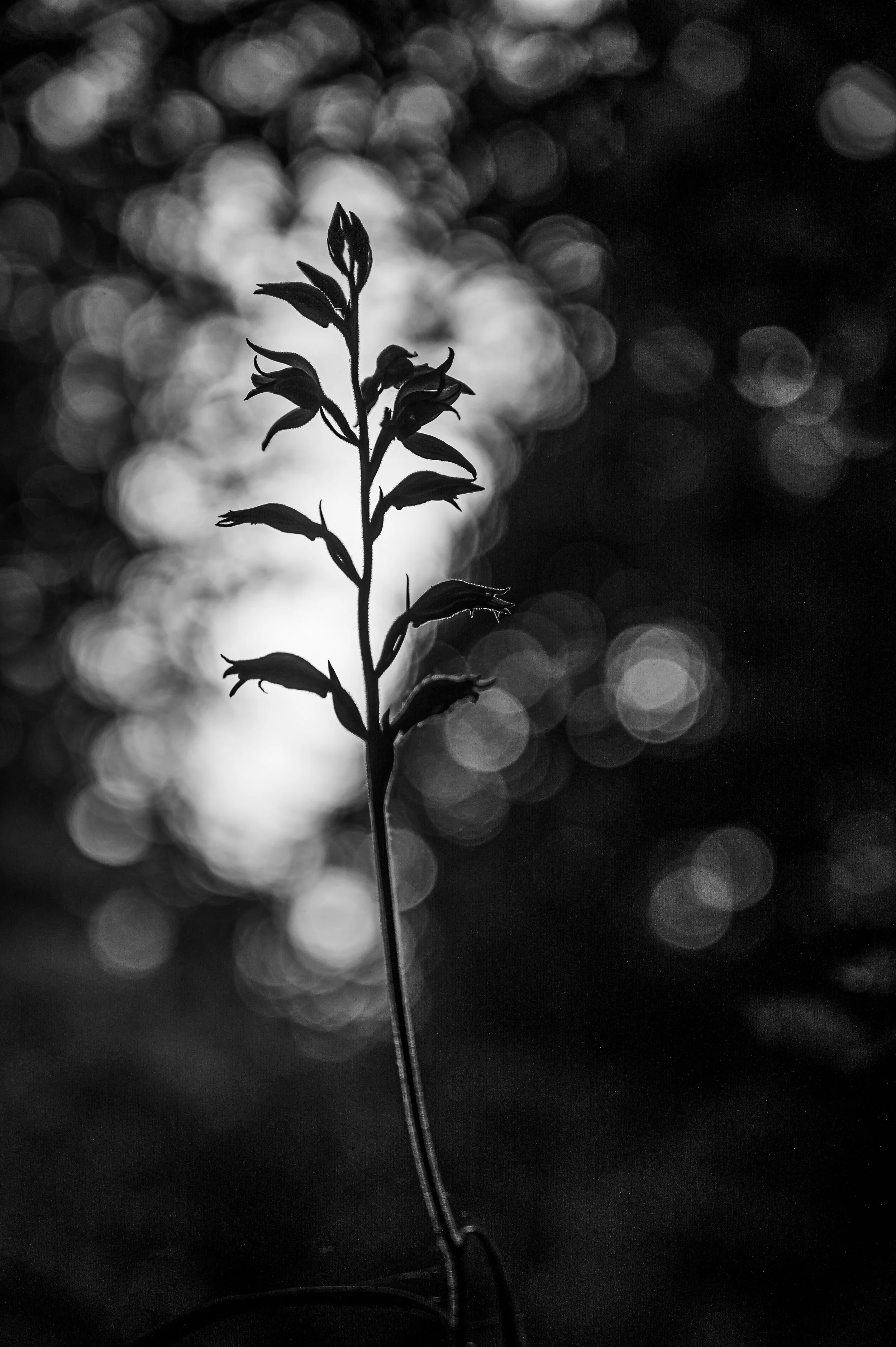 Silhouette einer Pflanze mit unscharfem, verschwommenem Hintergrund in Schwarz-Weiß.