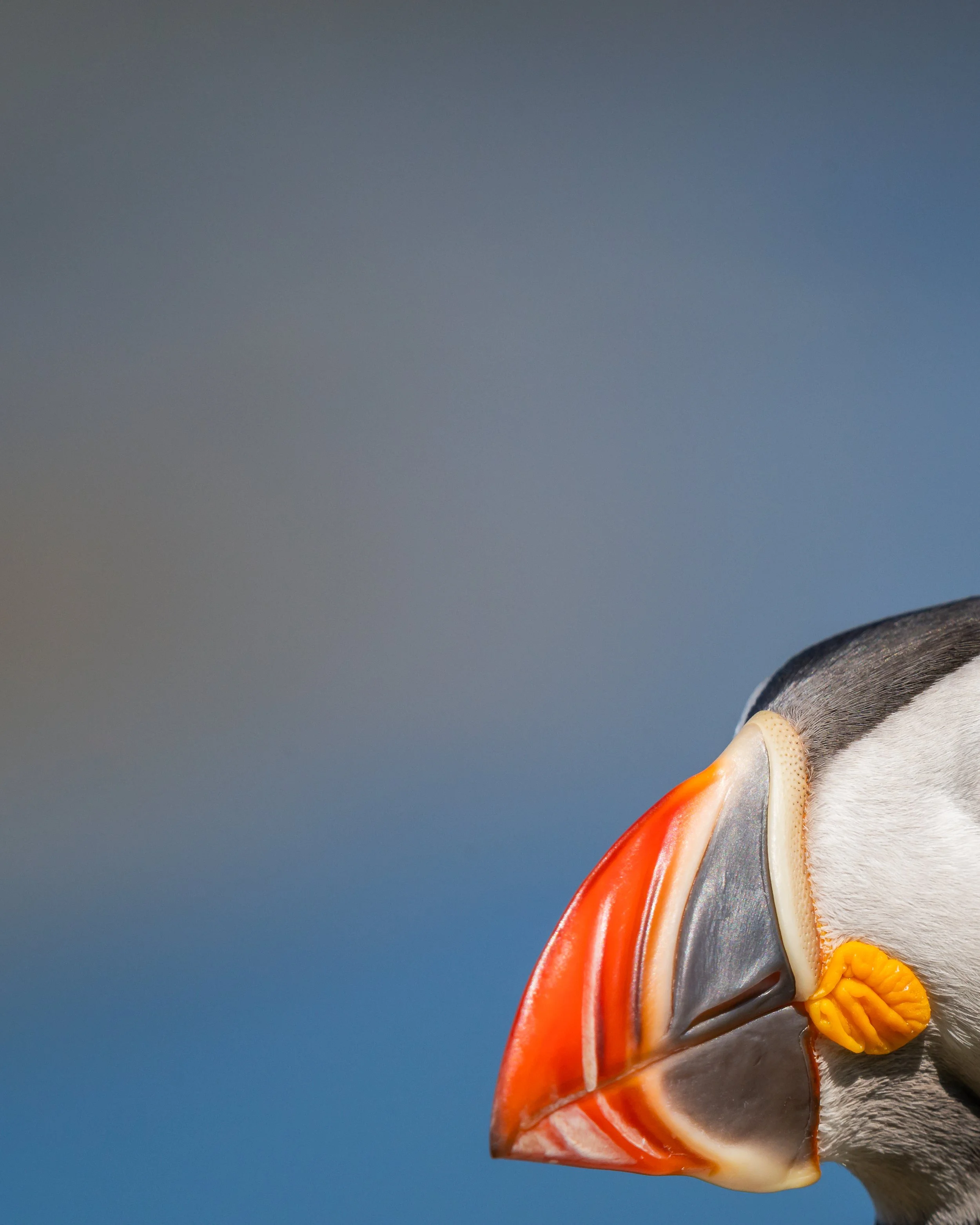 Nahaufnahme eines Papageitauchers, der halbe Kopf mit buntem Schnabel und blauem Hintergrund.