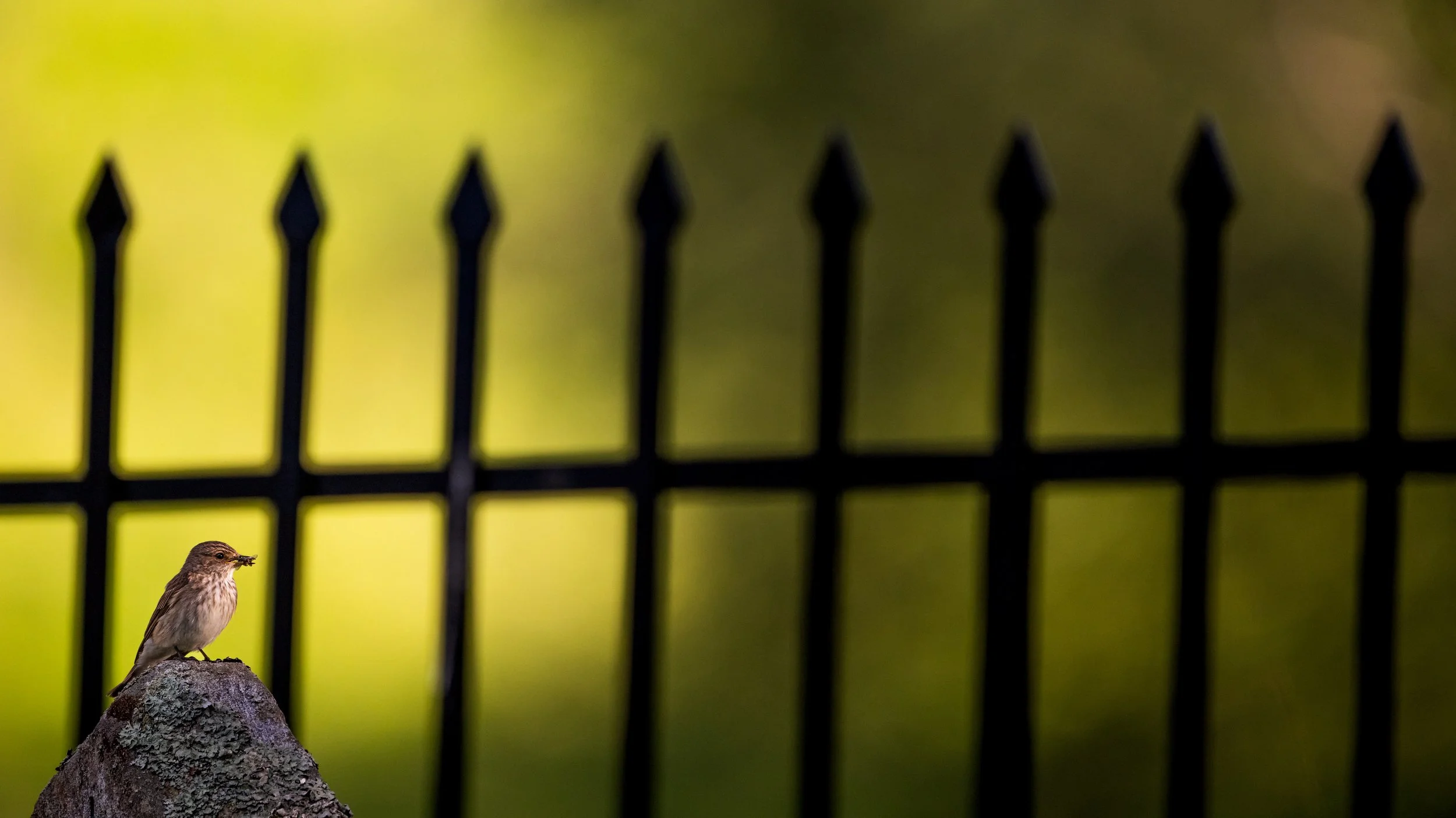 Vogel auf einem Stein vor einem schwarzen Metallzaun mit unscharfem Hintergrund.