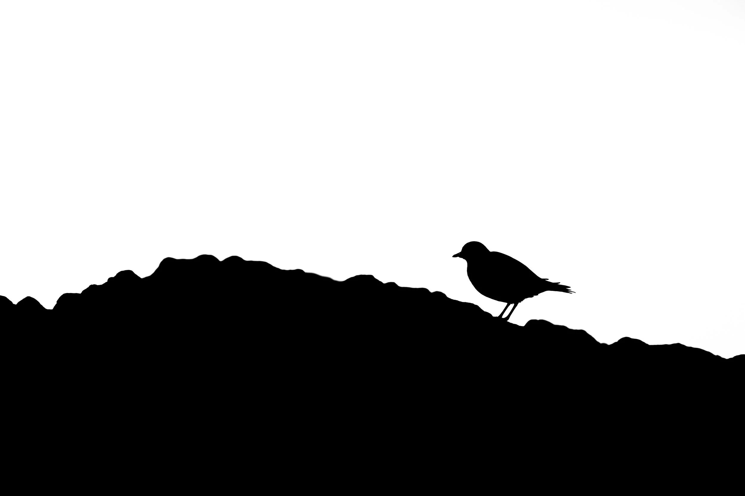 Silhouette einer Möwe auf einem Felsen vor weißem Hintergrund.