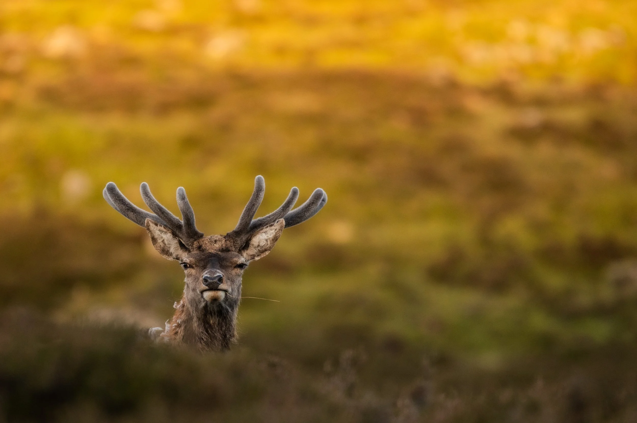 Hirsch mit Geweih schaut über eine Wiese, im Hintergrund verschwommenes, goldenes Licht.