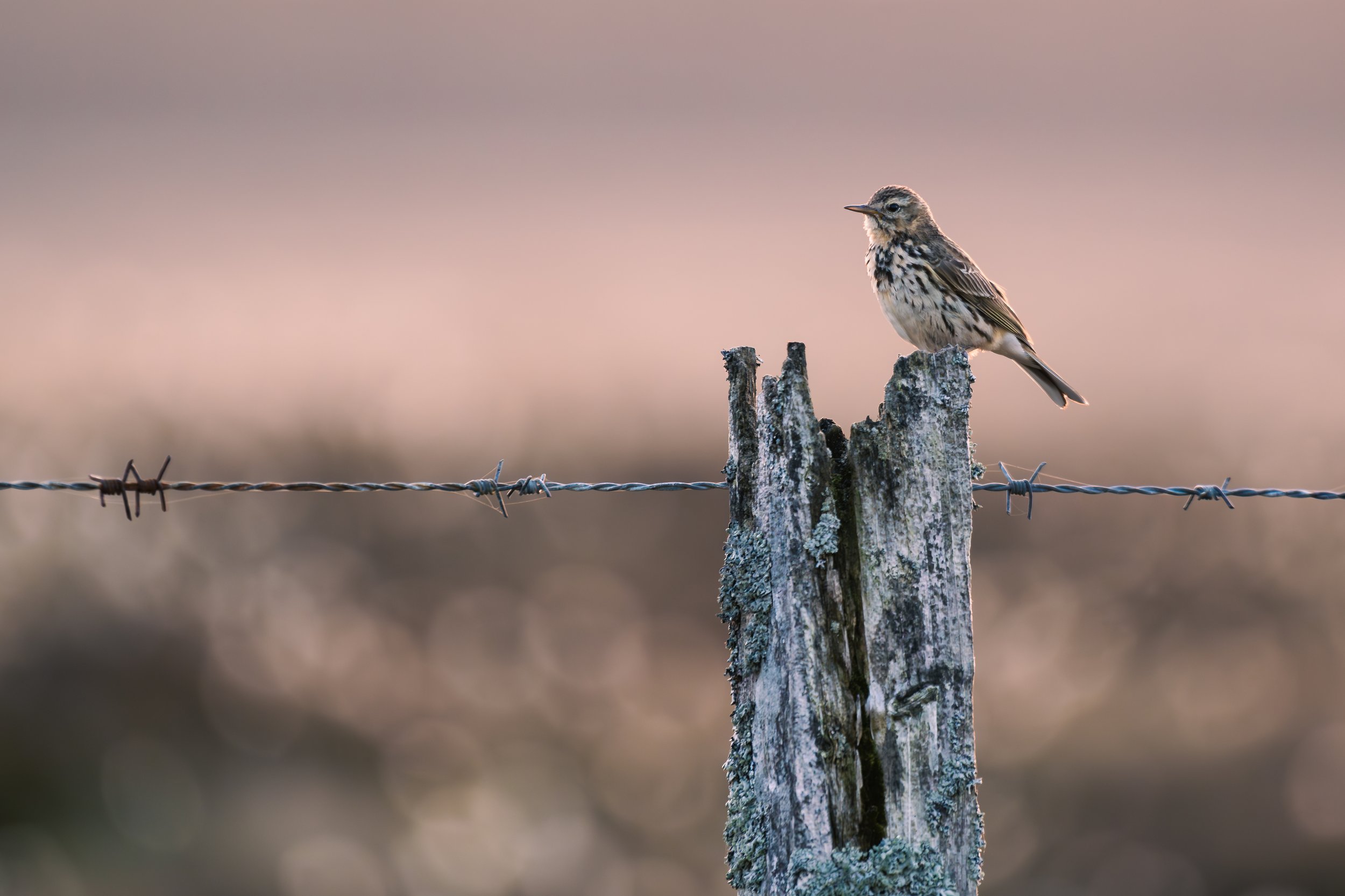 Ein kleiner Vogel sitzt auf einem alten, mit Flechten bewachsenen Holzpfosten neben einem Stacheldrahtzaun vor verschwommenem Hintergrund.