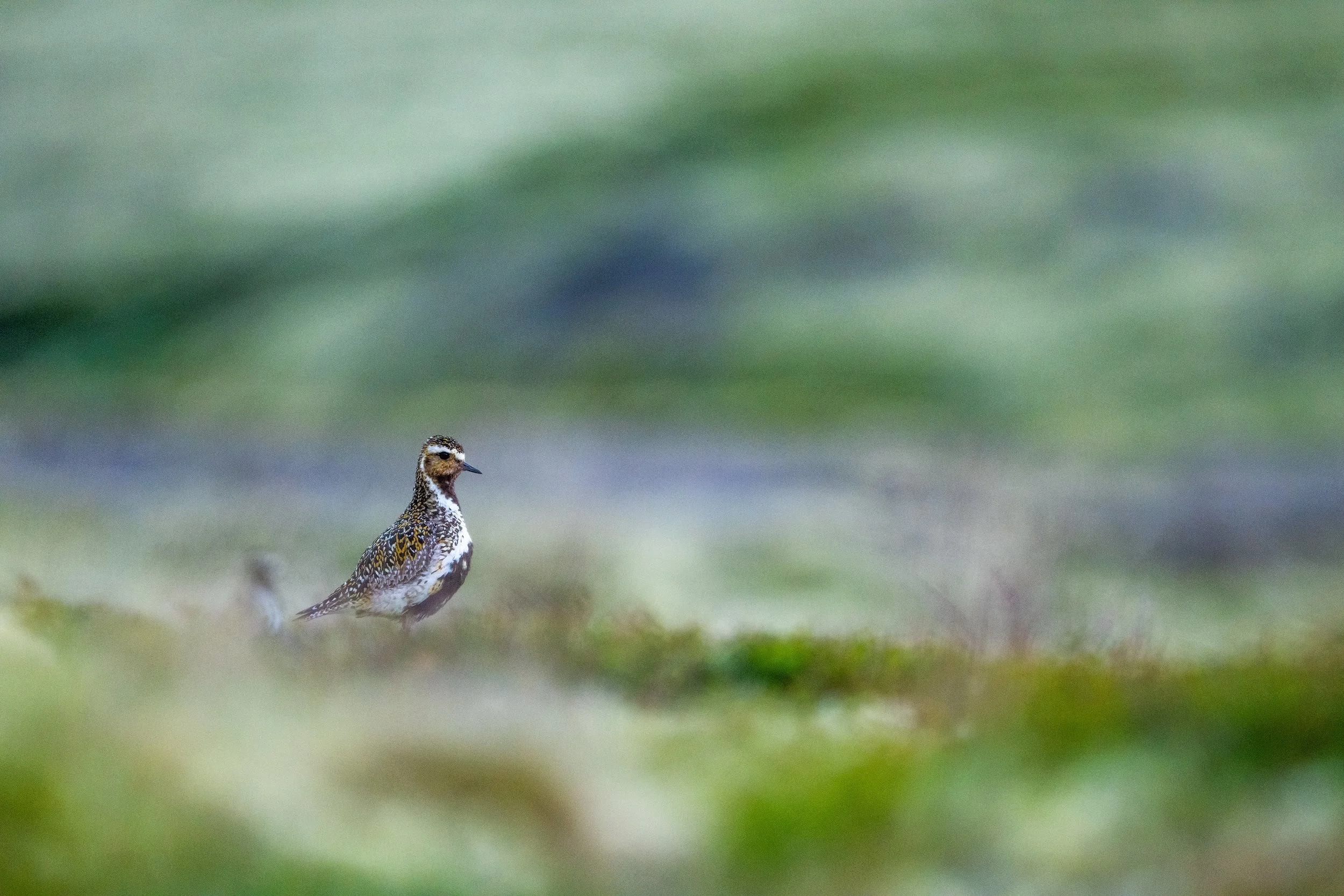 Vogel auf Graslandschaft im Nebel