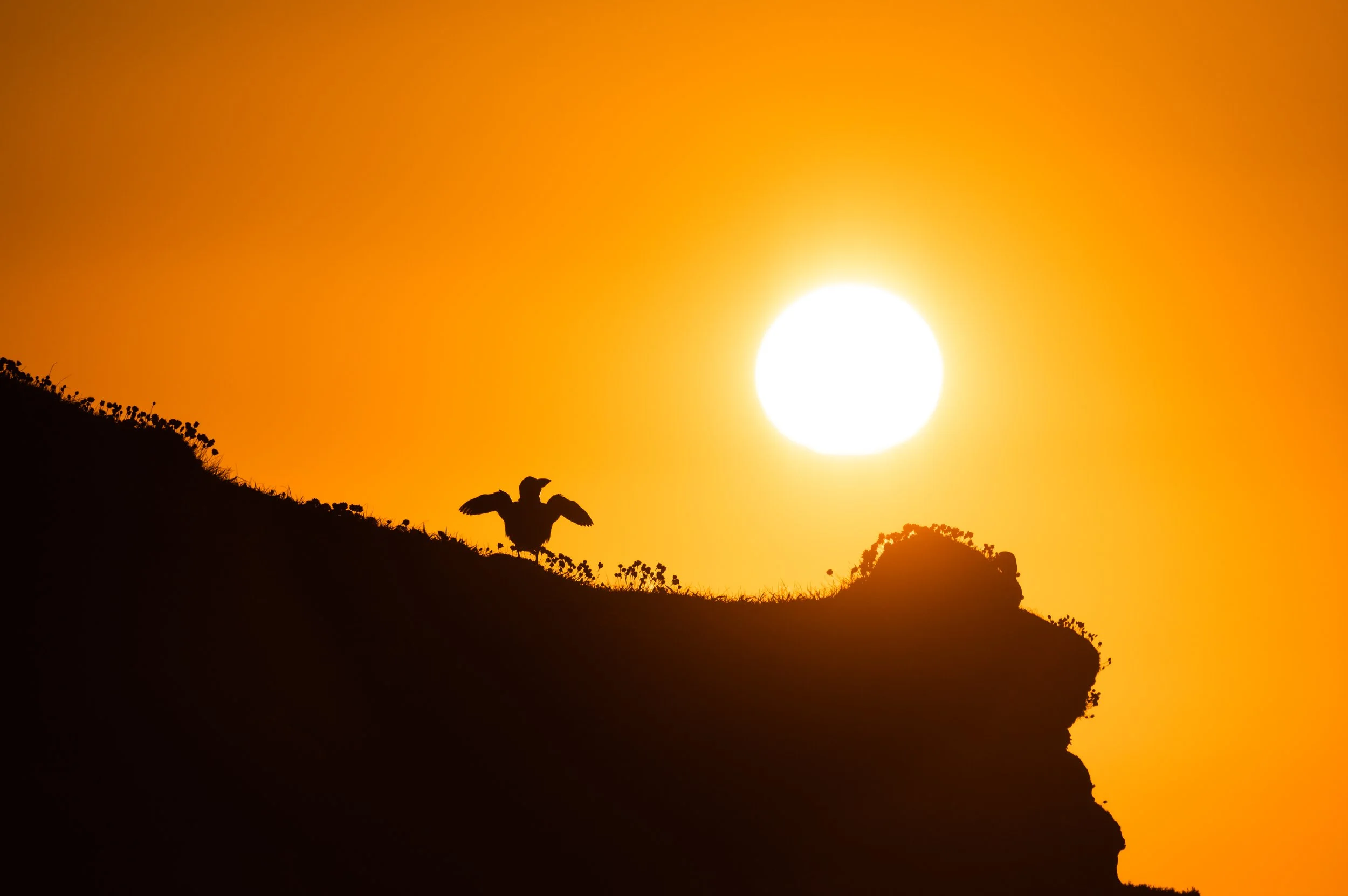 Silhouette eines Vogels auf einem Hügel vor Sonnenuntergang.