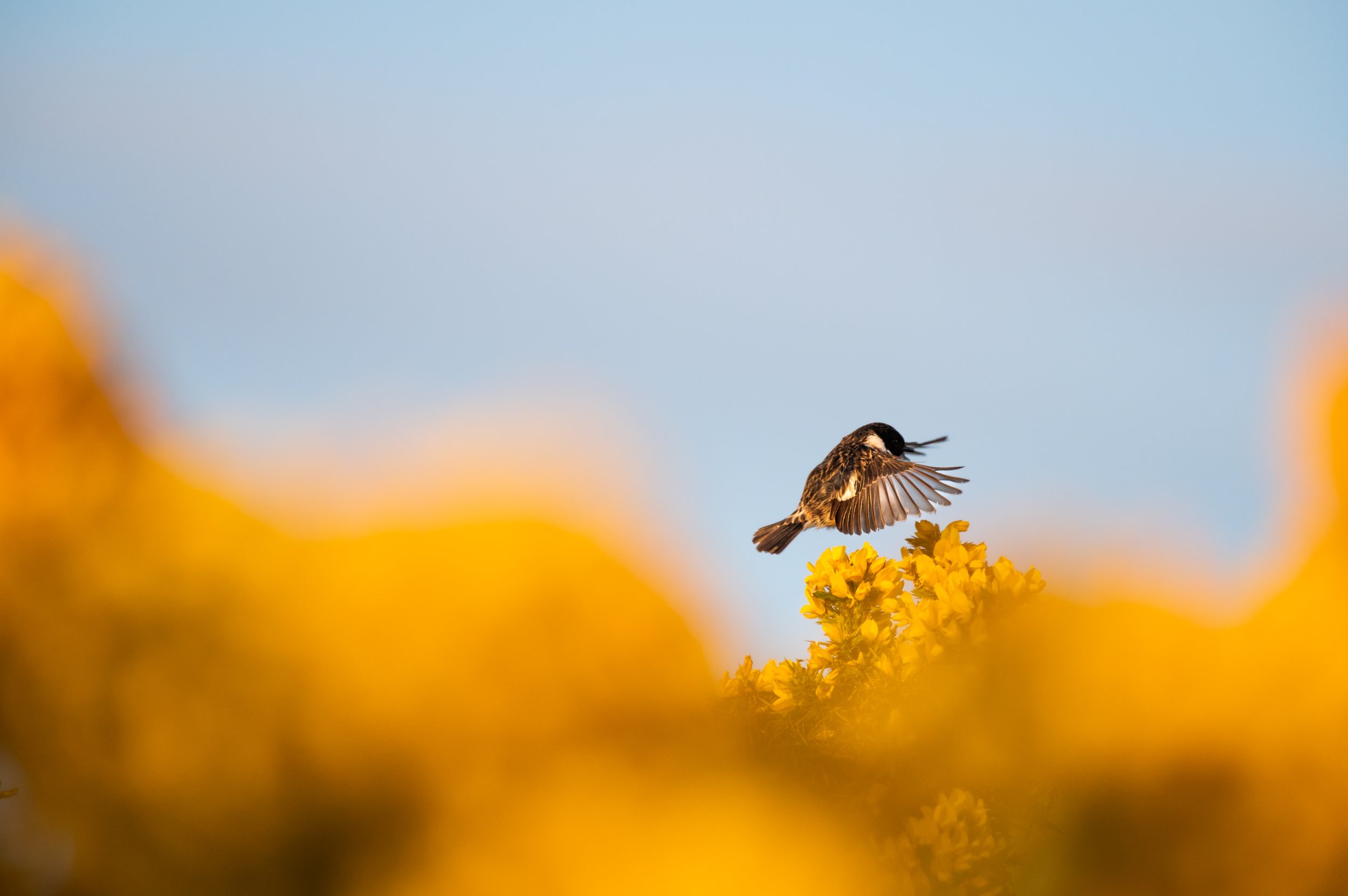 Ein kleiner Vogel fliegt über gelben Blüten vor klarem Himmel.