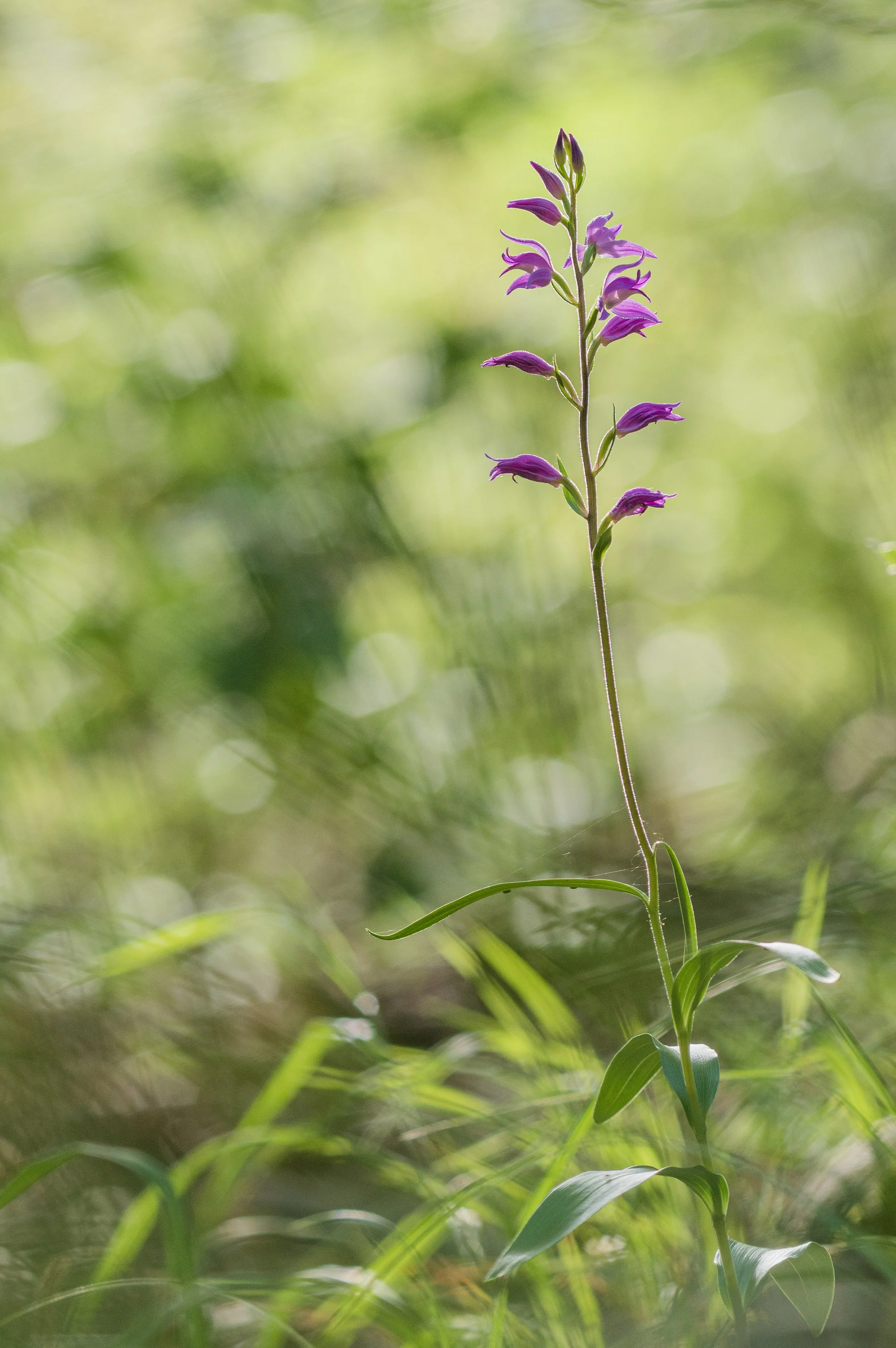 Nahaufnahme einer lila Wildblume in einem grünen, verschwommenen Hintergrund.