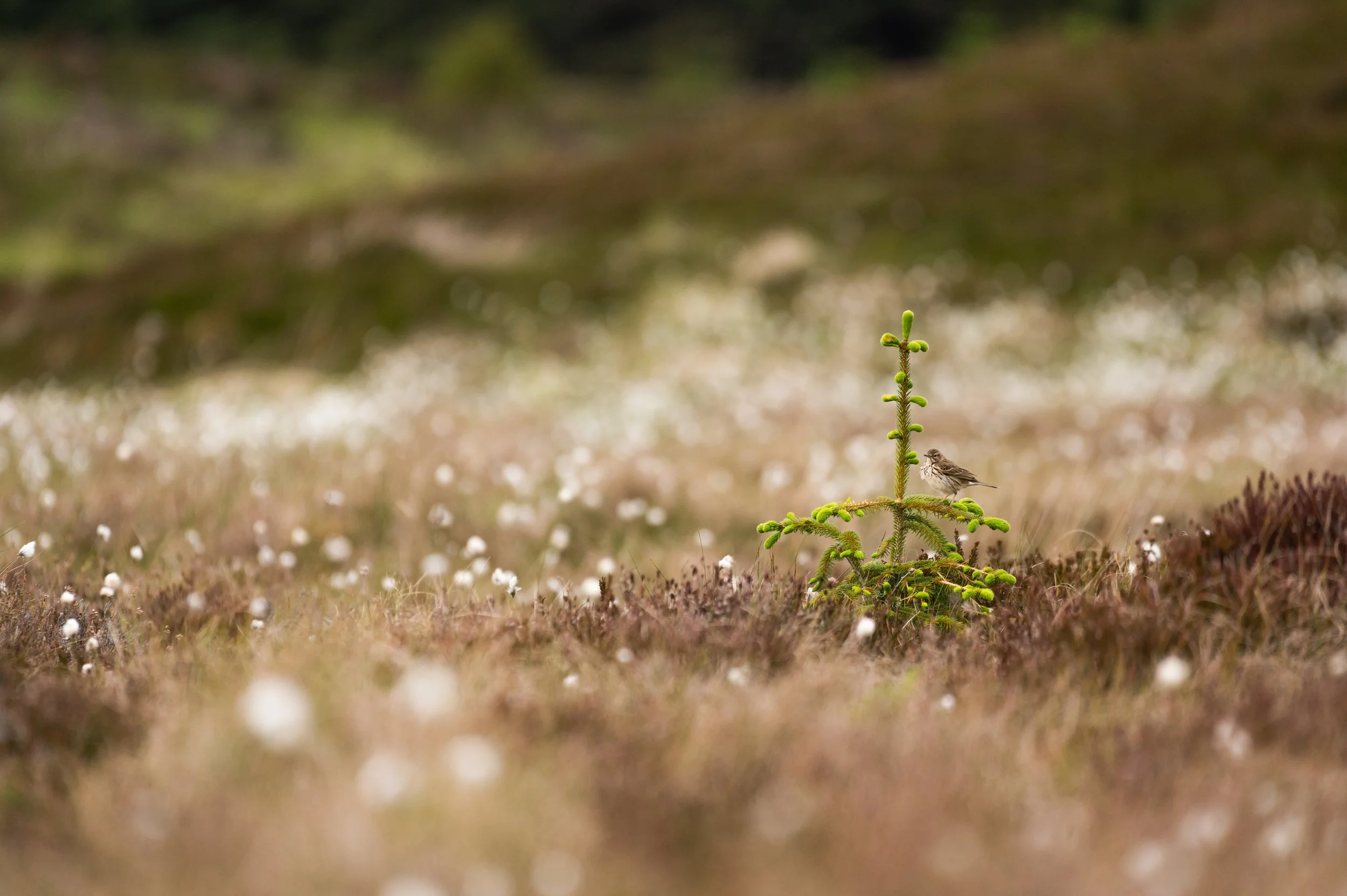 Ein kleiner Vogel sitzt auf einem jungen Tannenbaum in einer offenen, mit Gräsern und Blüten übersäten Landschaft.