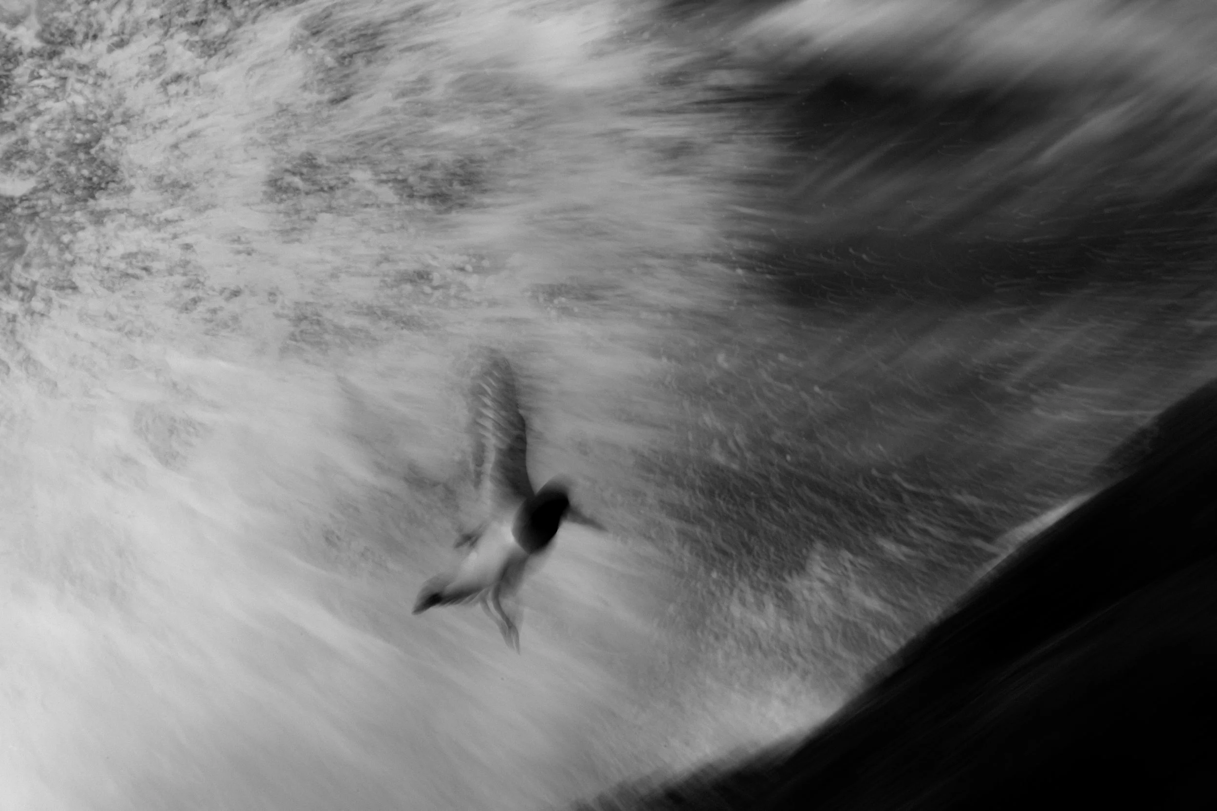 Verschwommene schwarz-weiße Aufnahme eines Vogels im Fliegen über aufgewühltem Wasser.